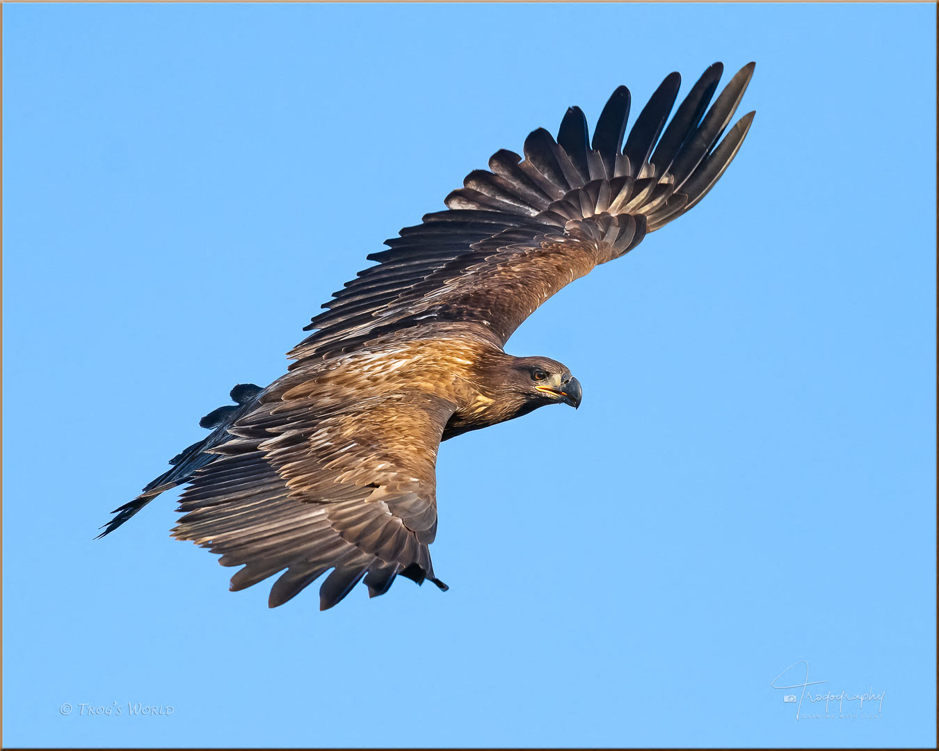 Juvenile Eagle in flight