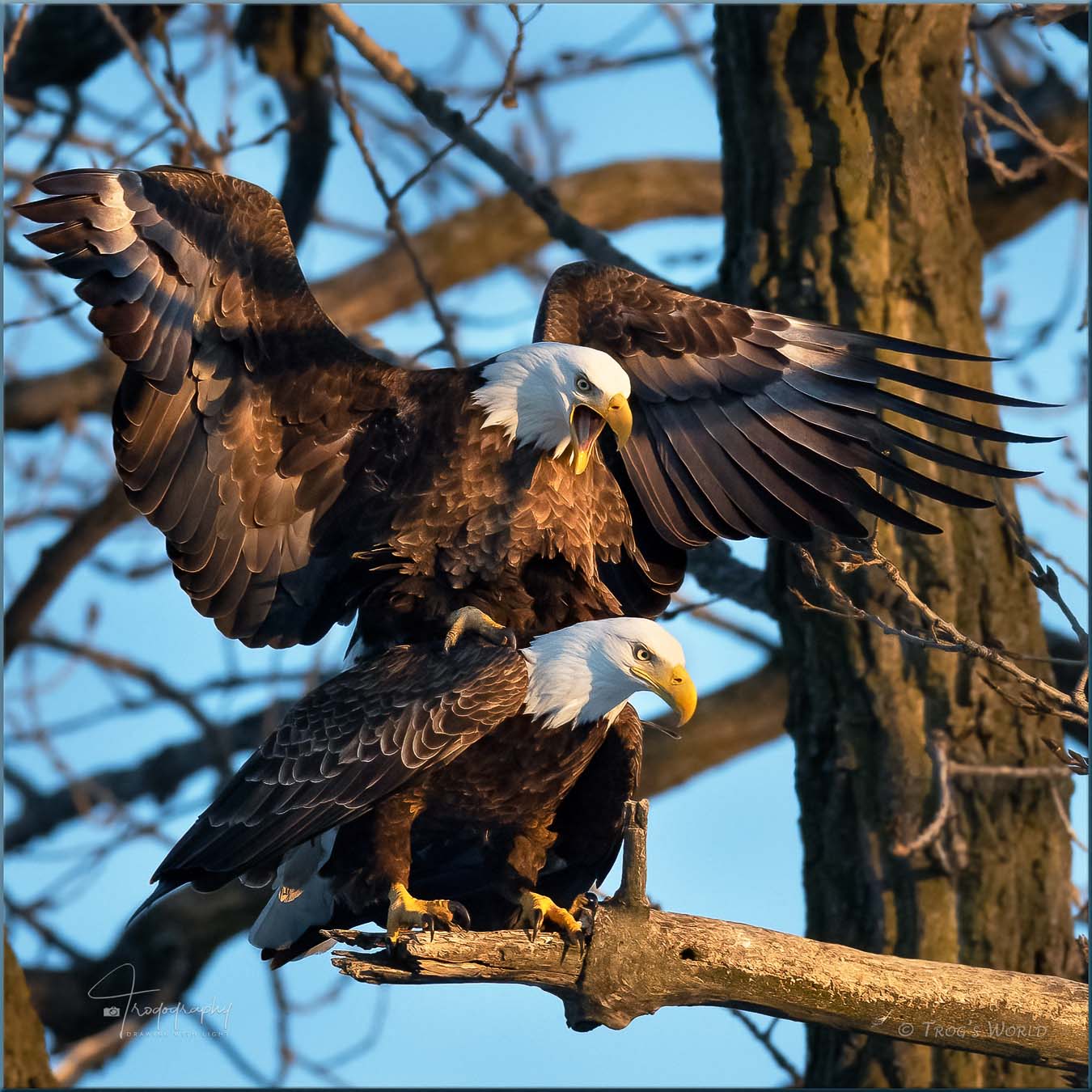 A bonded pair of bald eagles doing the wild thing