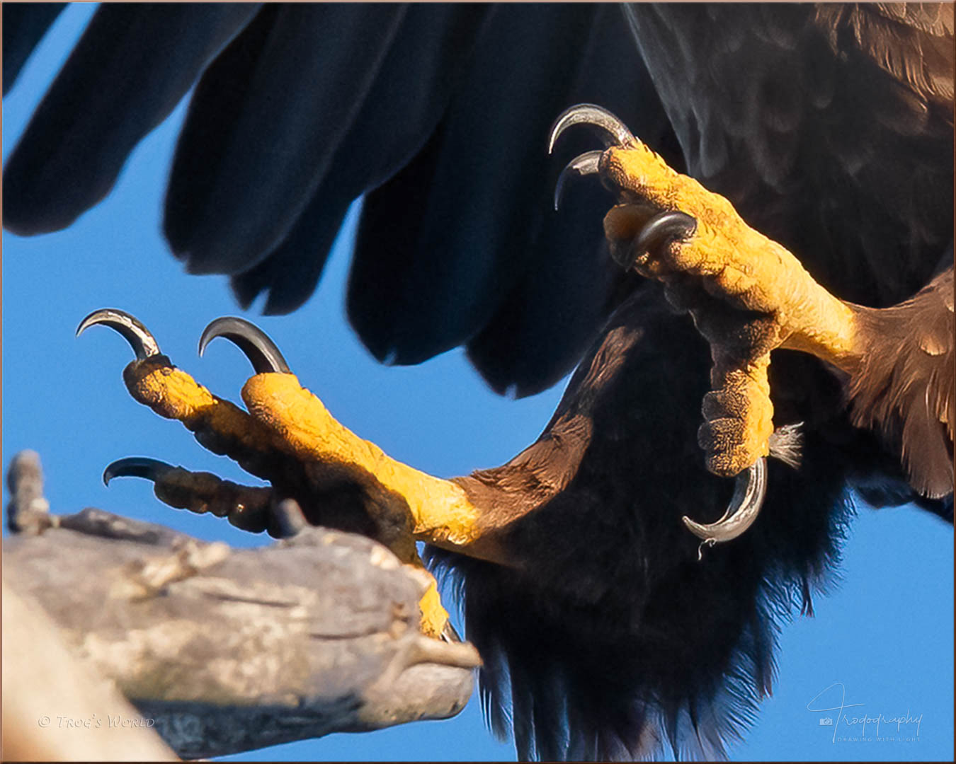 Talons of a Bald Eagle