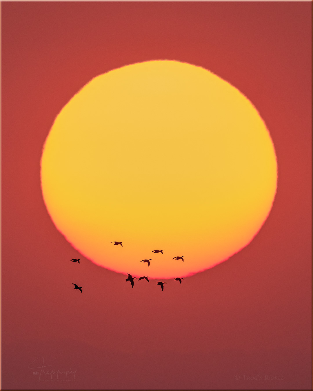 Ducks flying across the setting sun