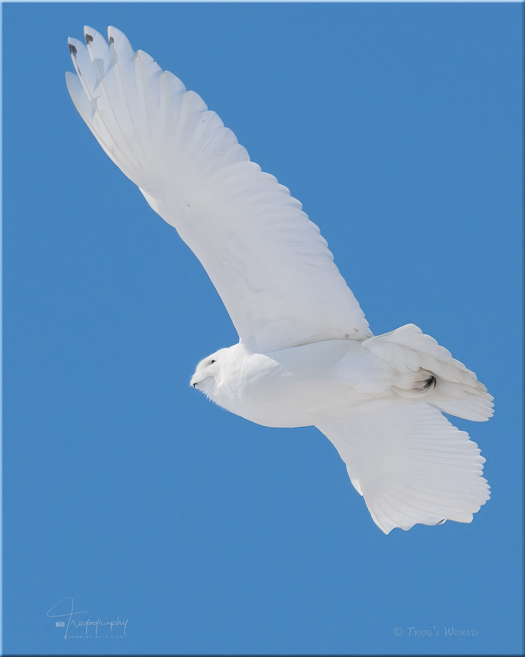 Male Snowy Owl in flight