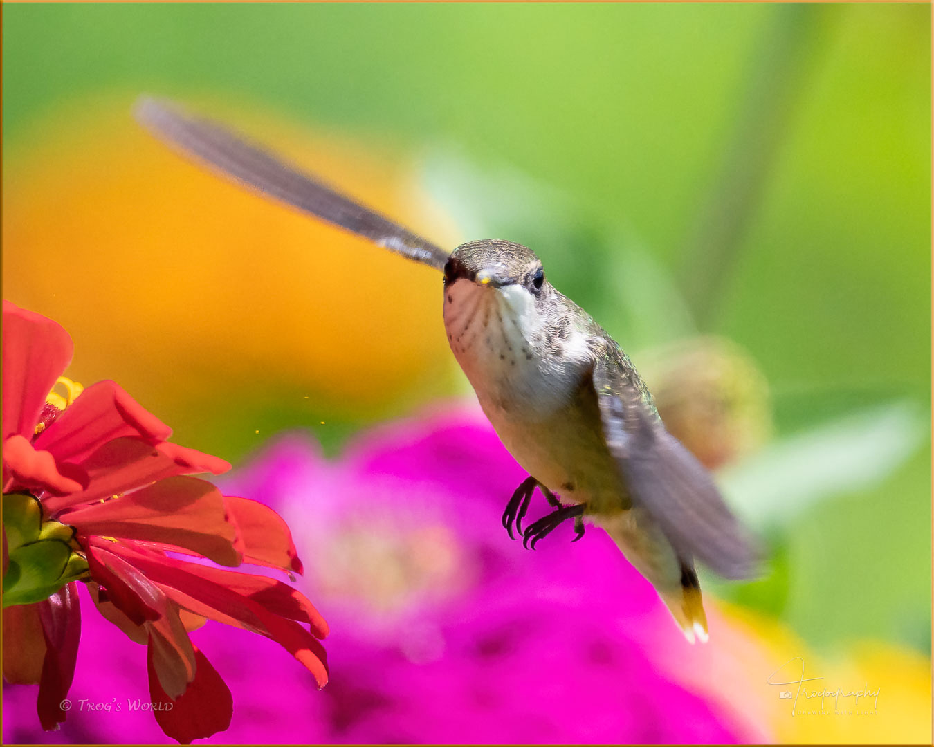 Ruby-throated Hummingbird in flight