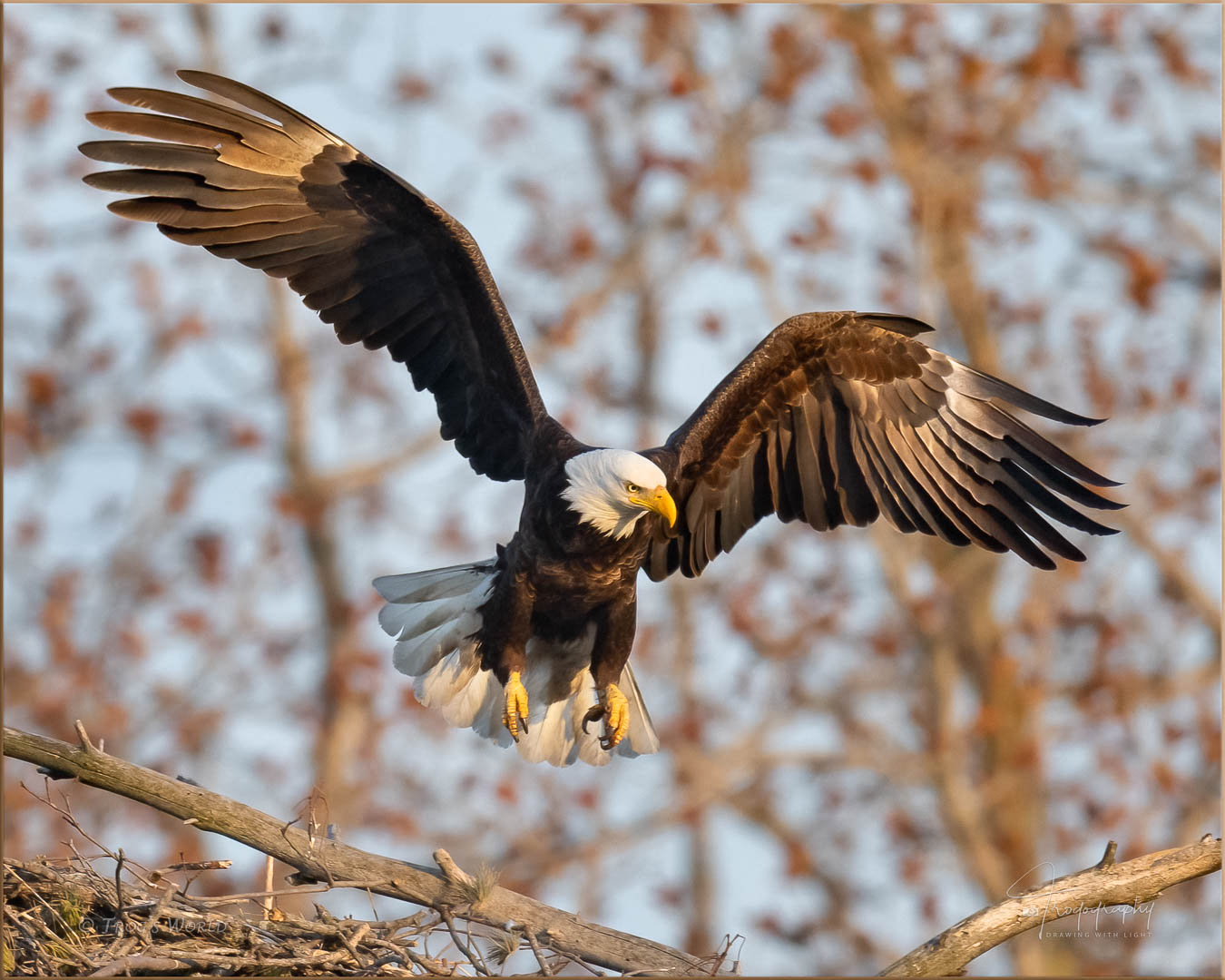 Bald Eagle at the eagle's nest