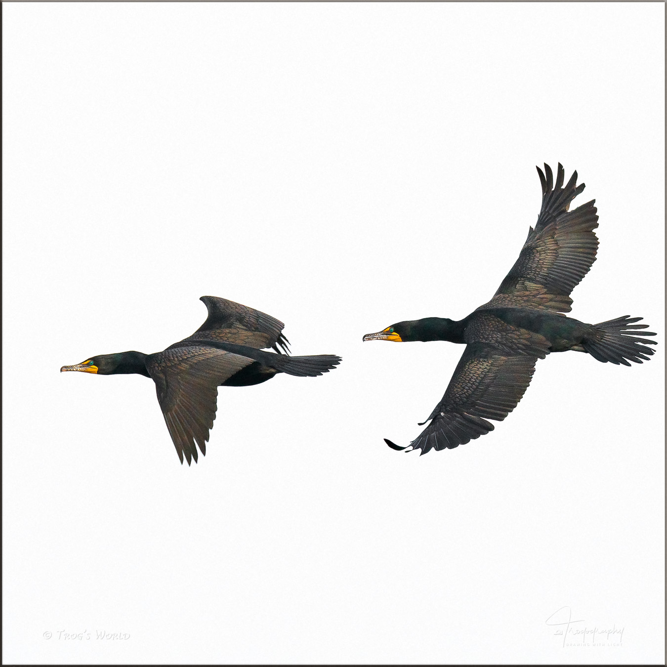 Double-crested Cormorants in flight