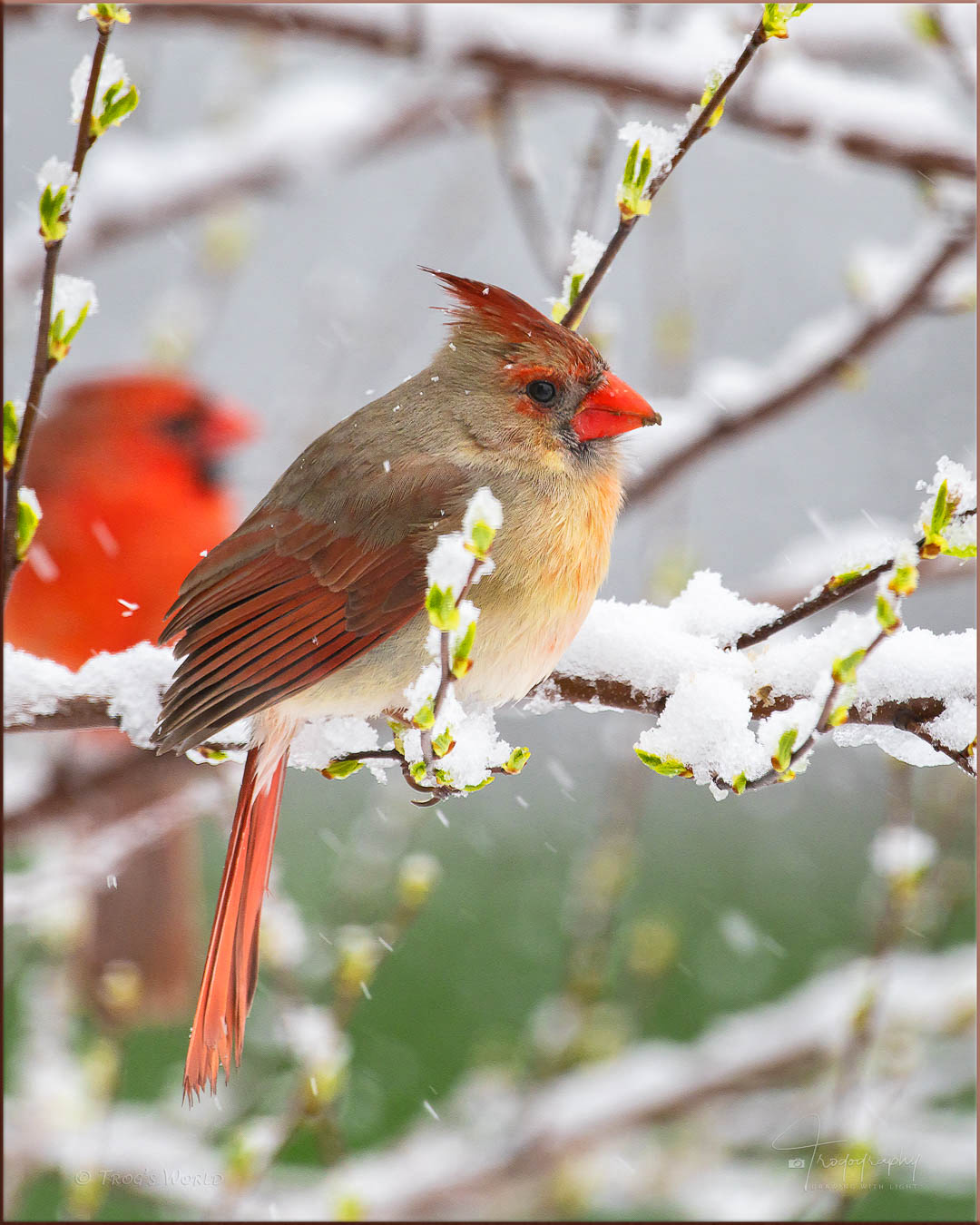 Female Cardinal in the snow