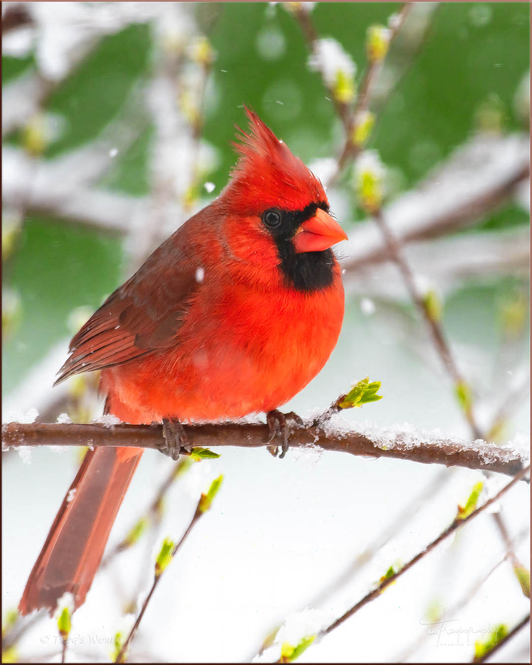 Male Cardinal in the Snow