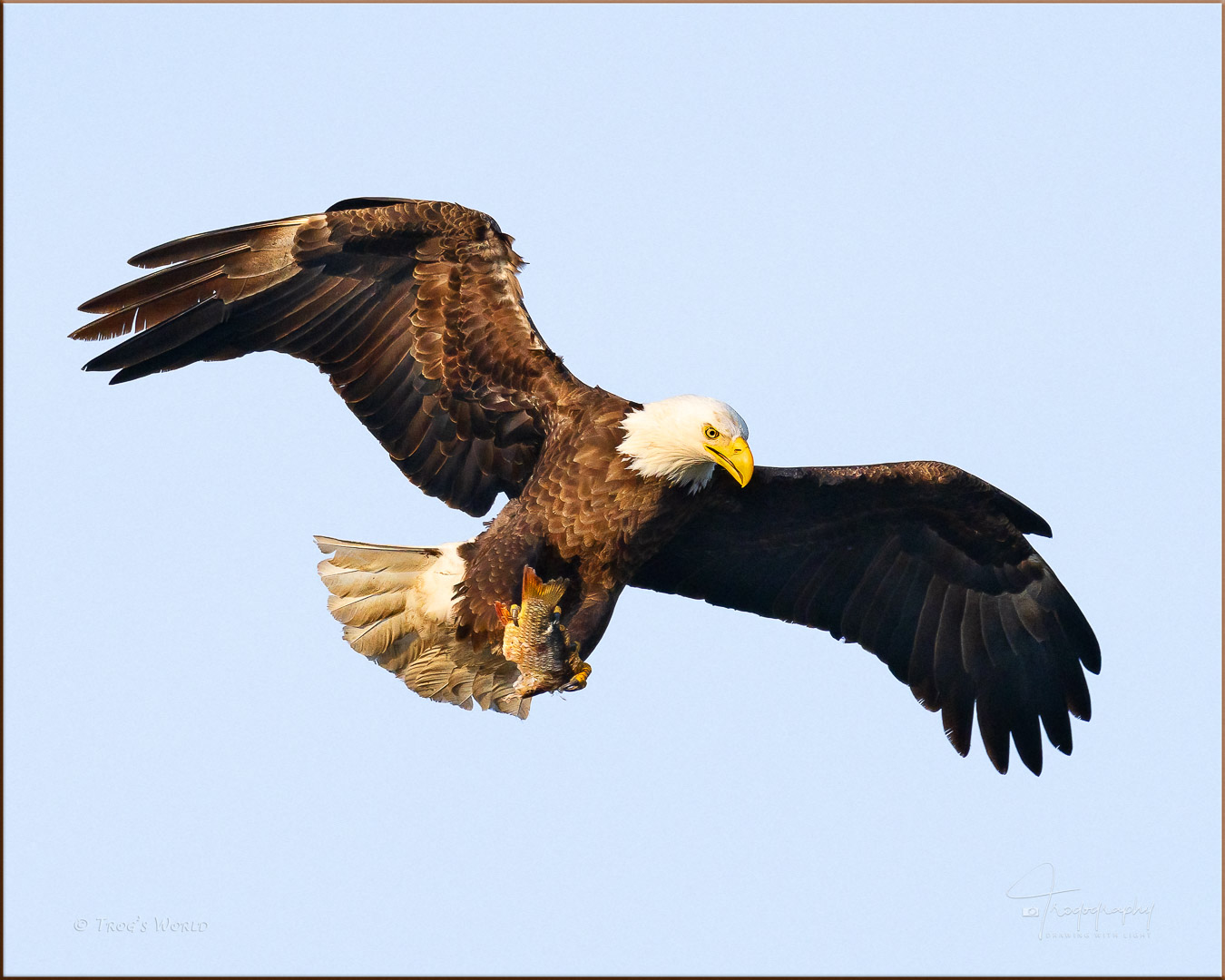 Eagle Delivering fish to the nest and eaglet