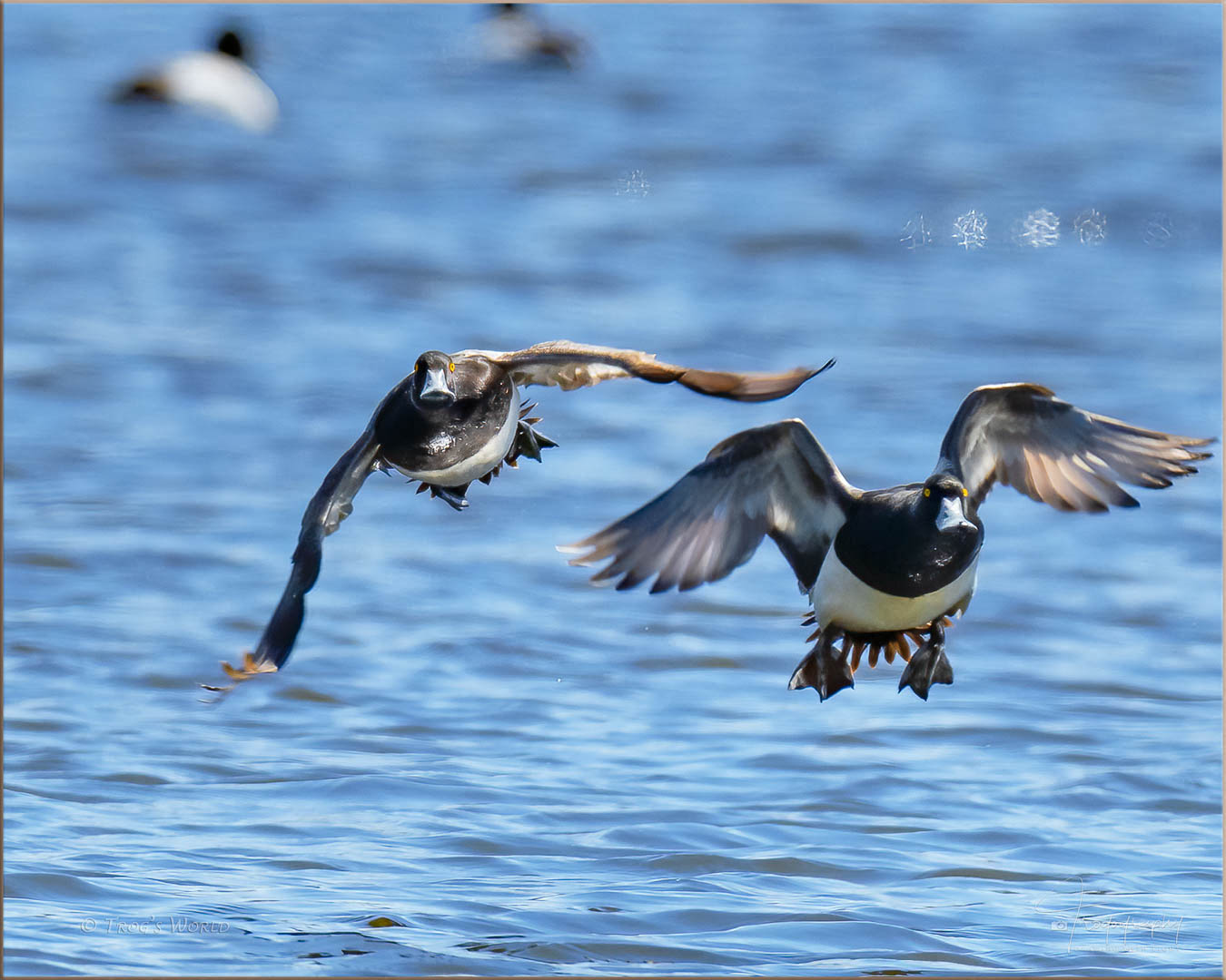 Lesser Scaups in flight