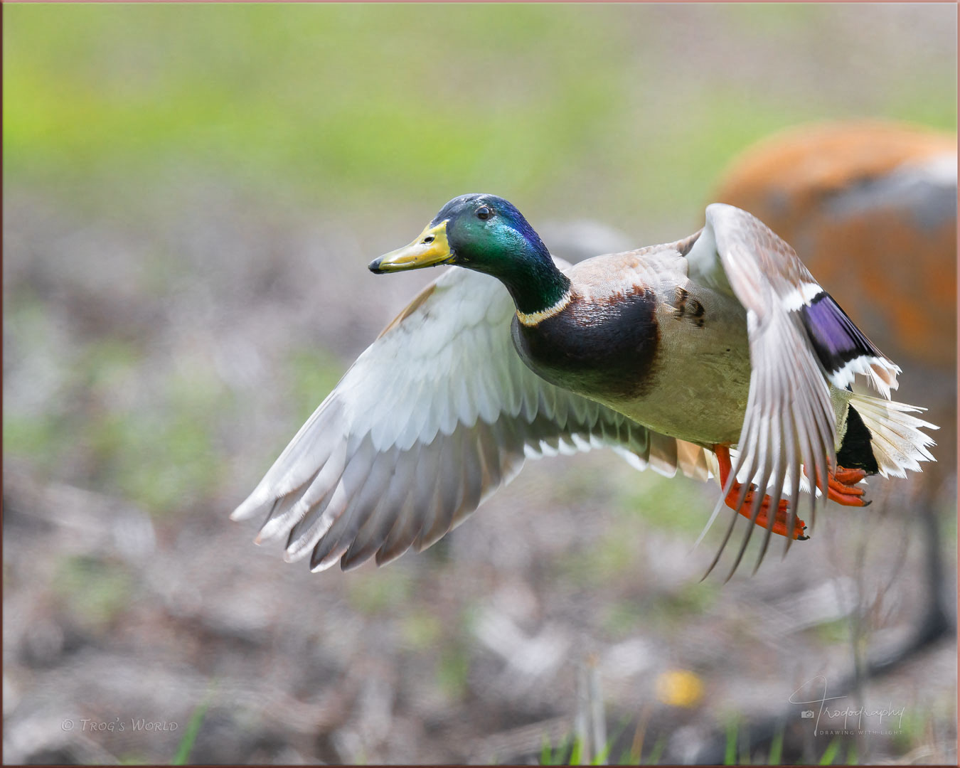 Mallard Drake in flight