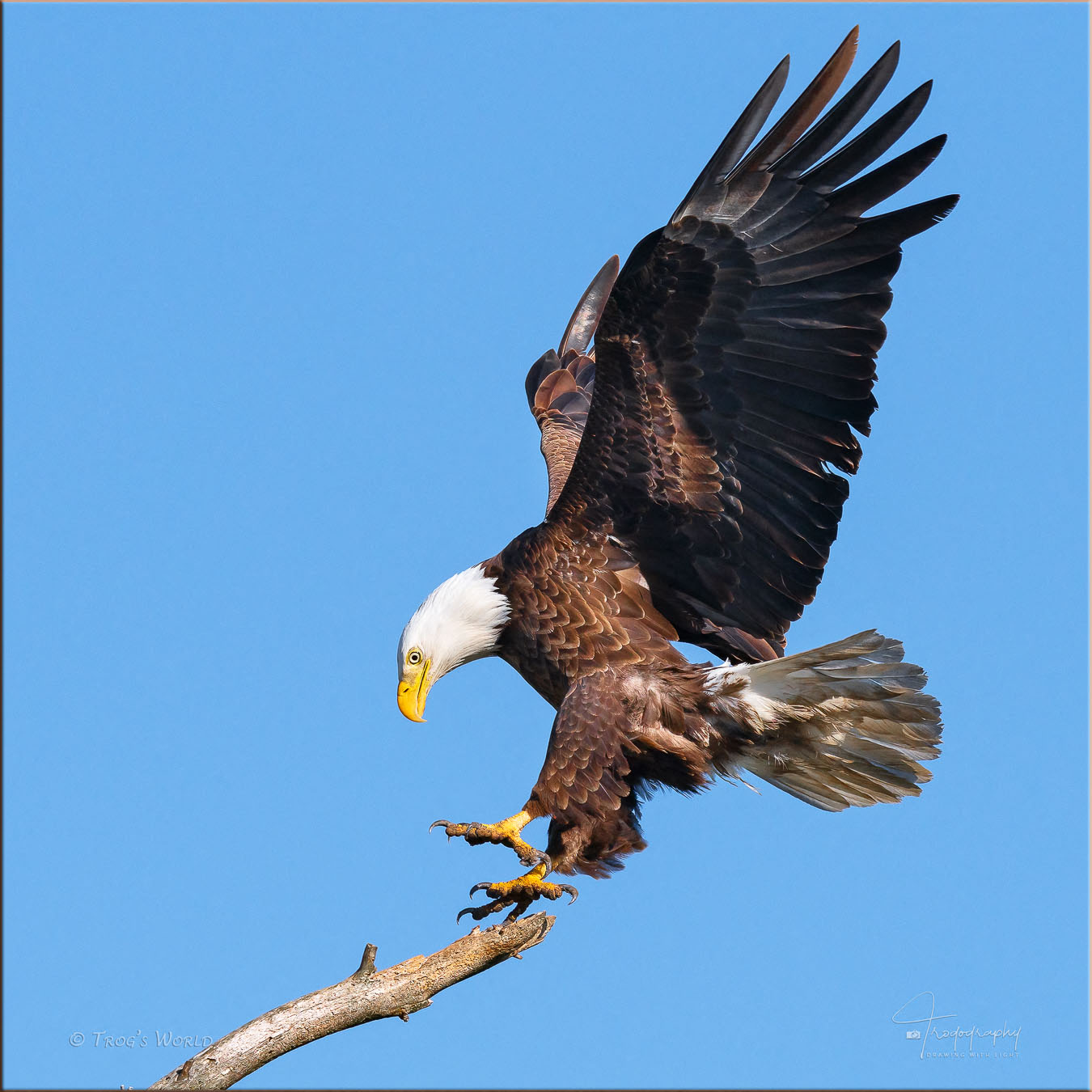 Bald Eagle sticking the landing