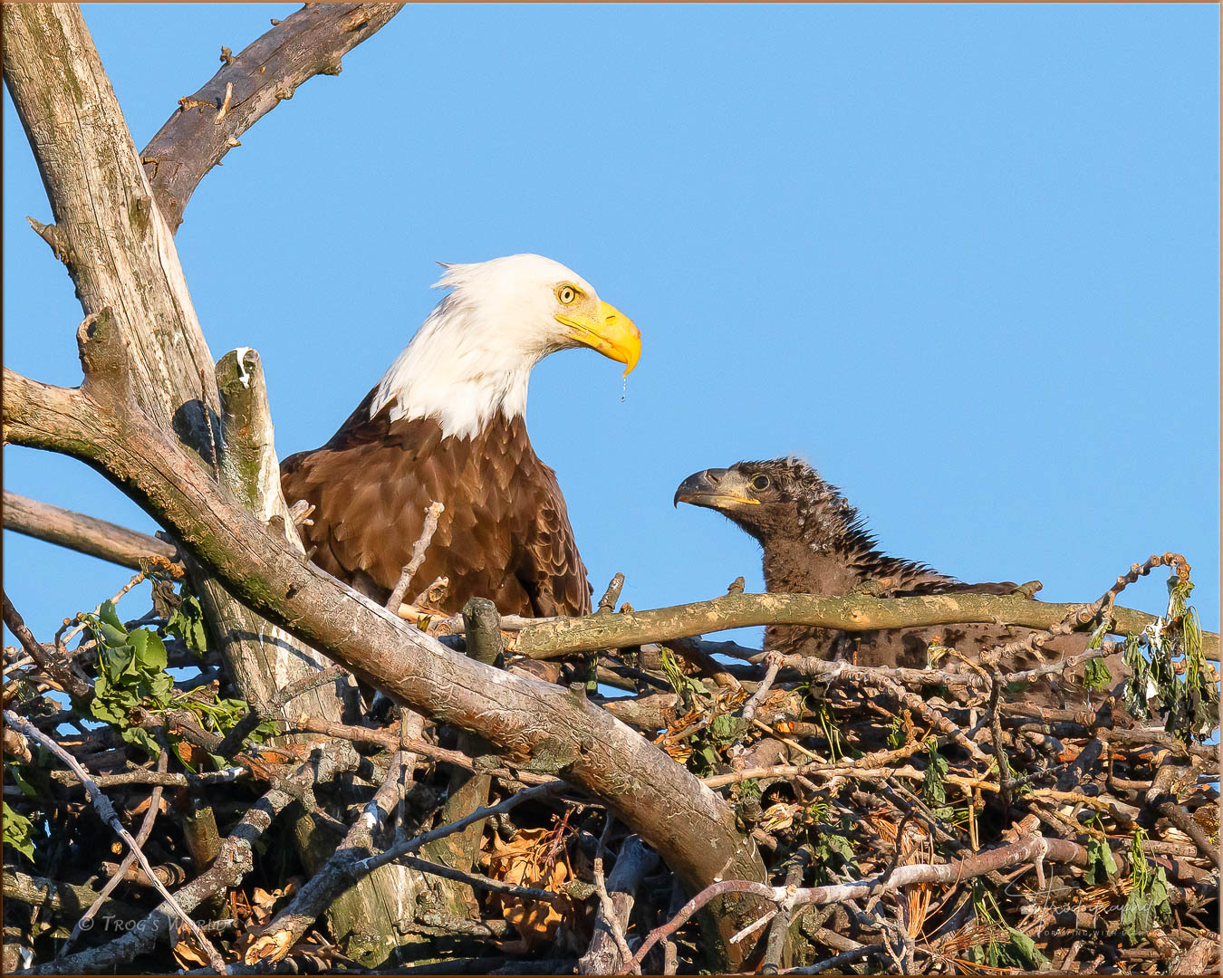 Mama Eagle and her eaglet