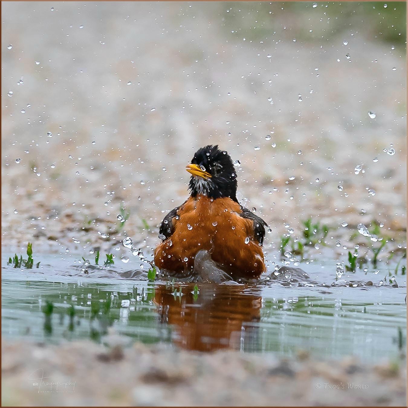 Robin enjoying the puddle