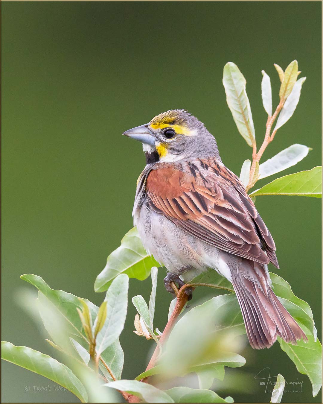 Dickcissel in the Illinois prairie