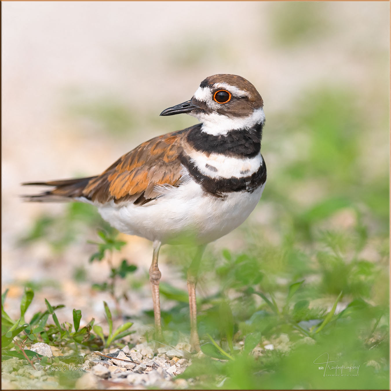 Kildeer guarding its nest