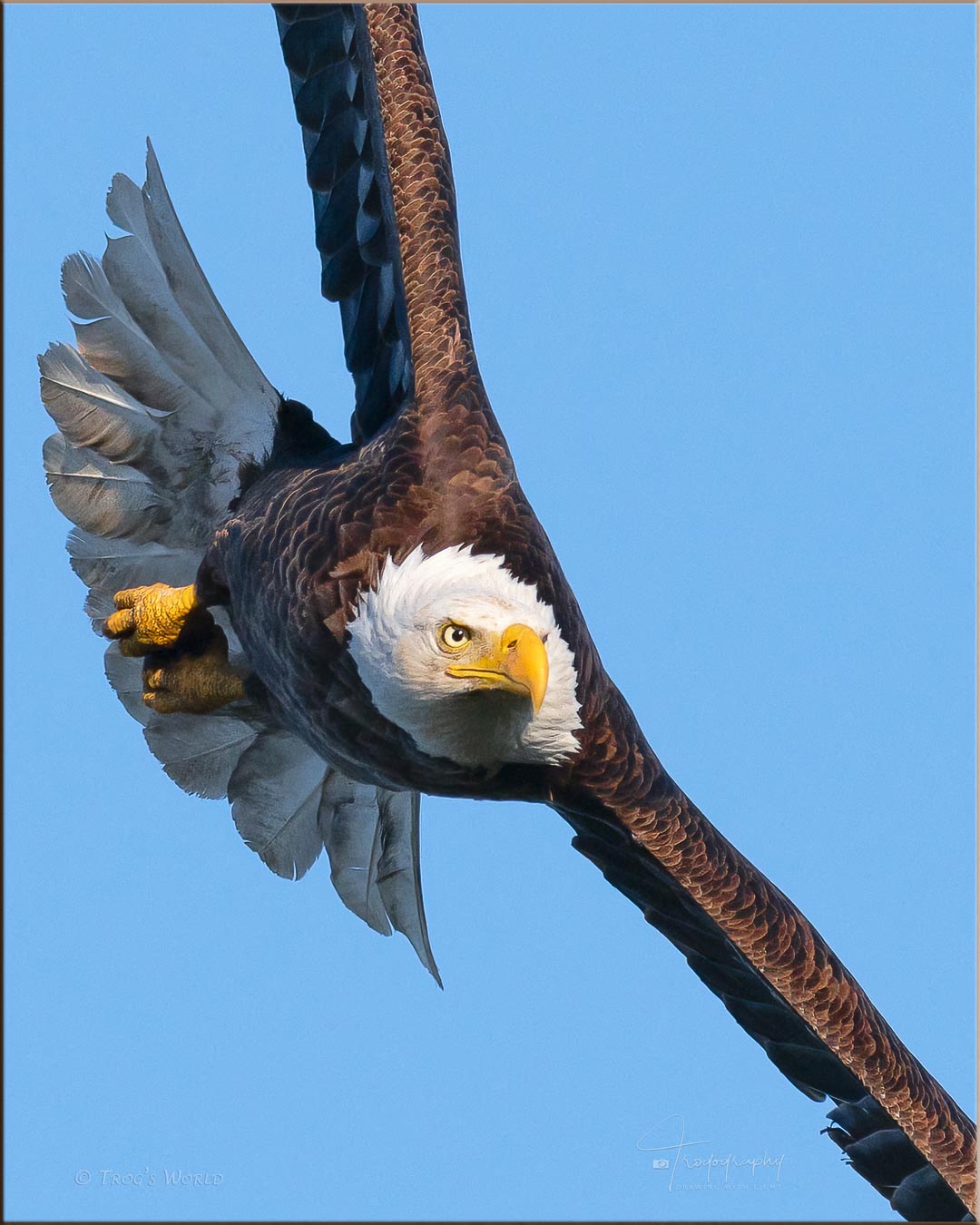 Bald Eagle in Flight