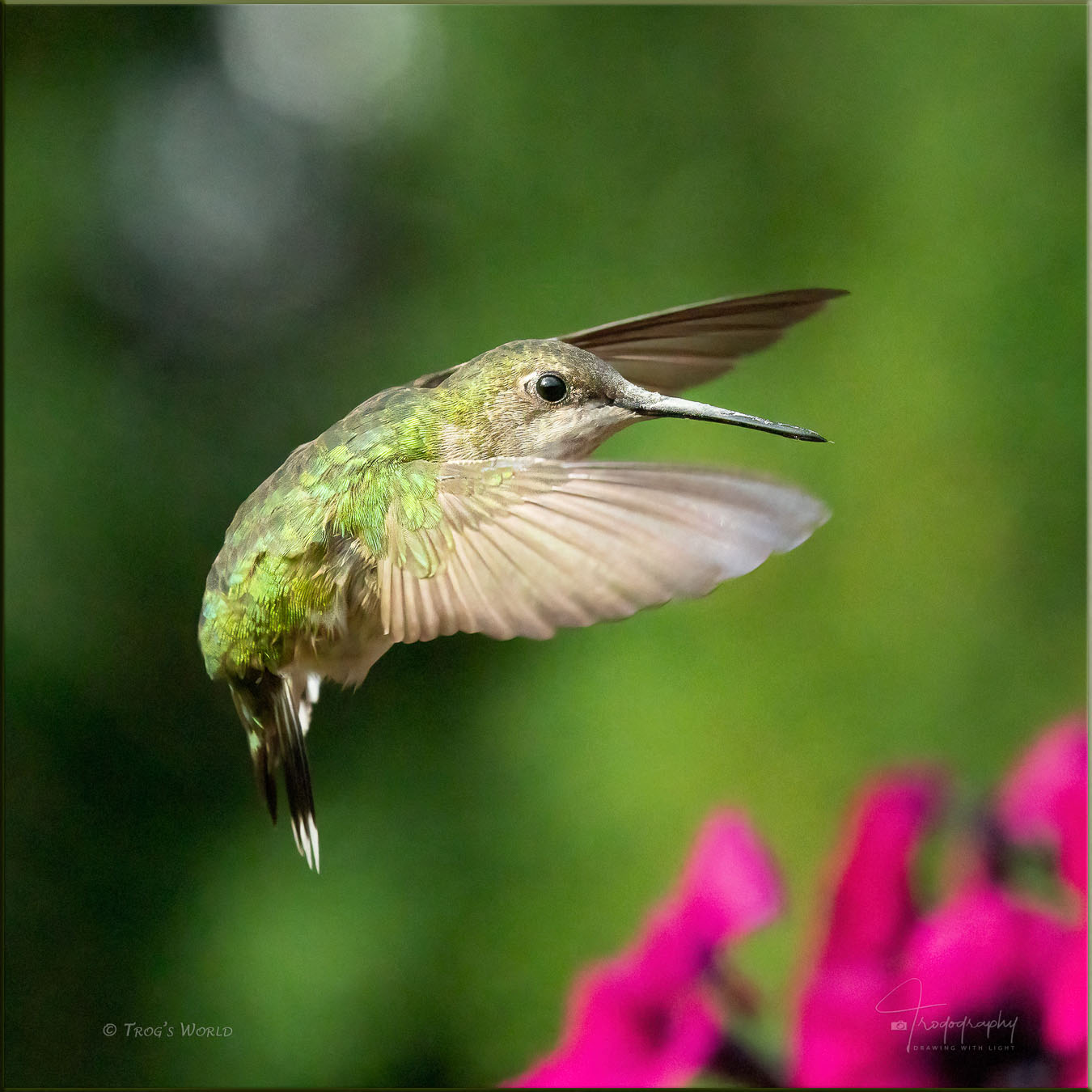 Ruby-throated Hummingbird in flight