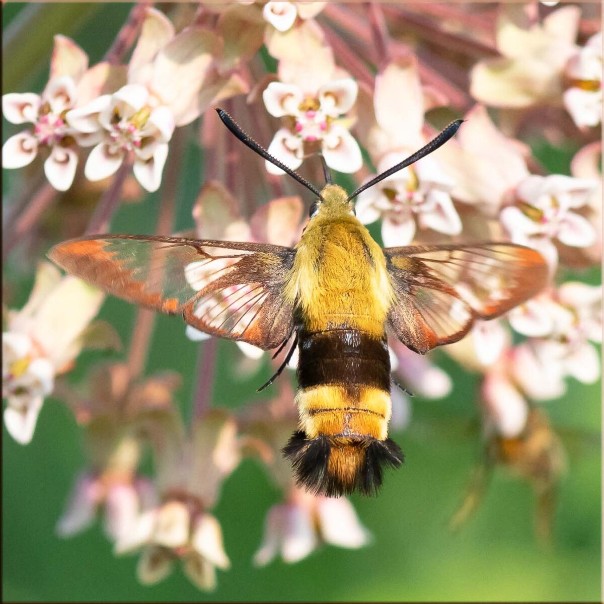 Snowberry Clearwing Moth | Trogography