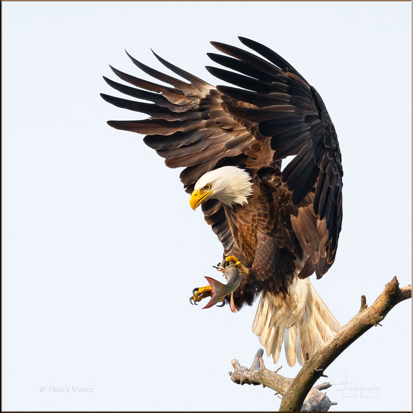 Bald Eagle delivering a fish for the eaglet