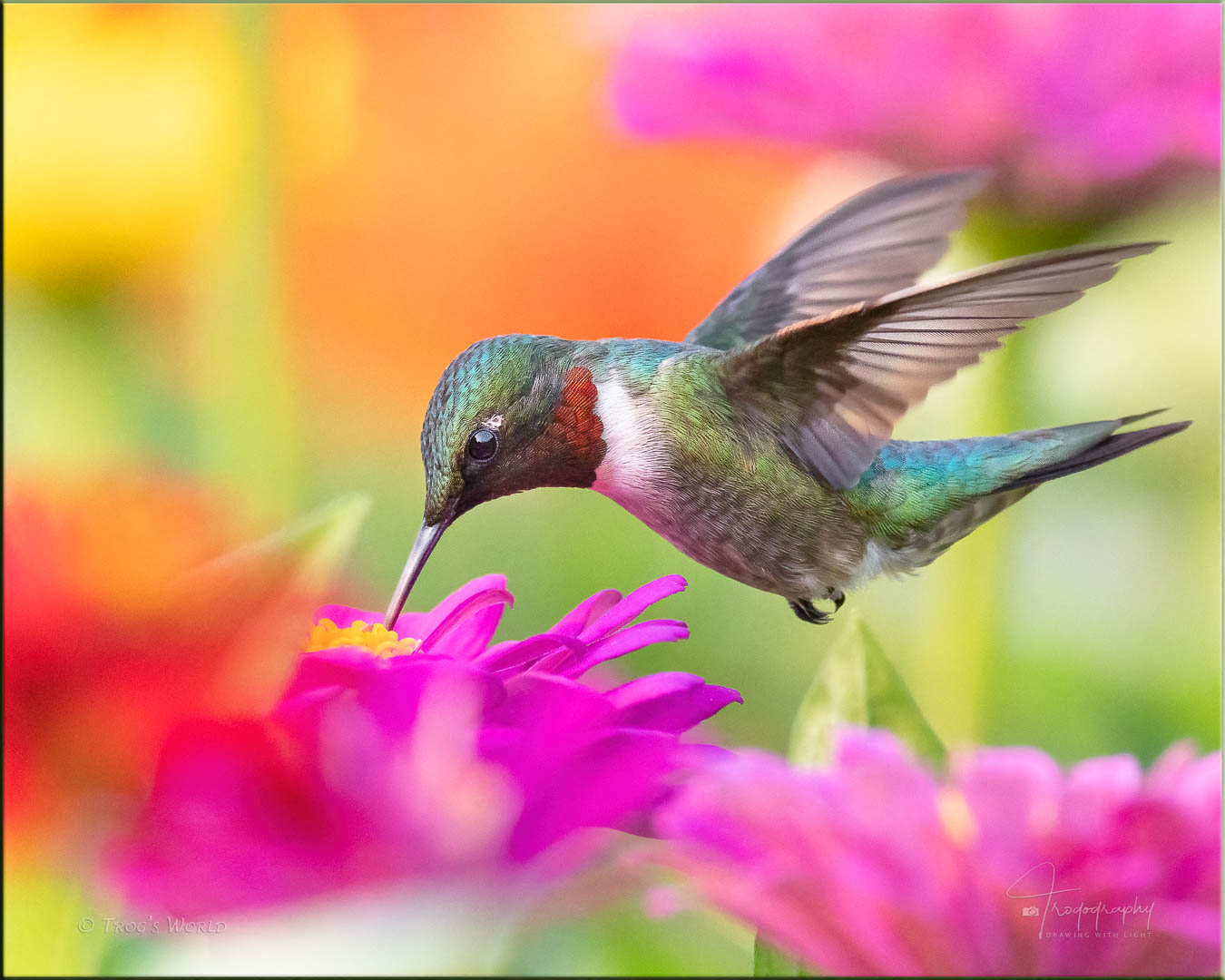 A male Ruby-throated Hummingbird making its rounds