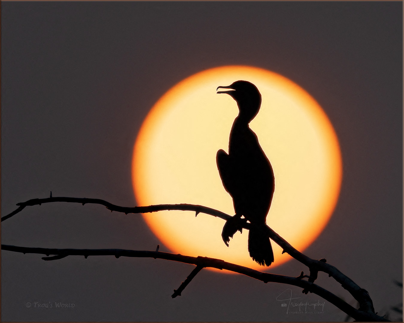 Double-crested Cormorant silhouetted against setting sun