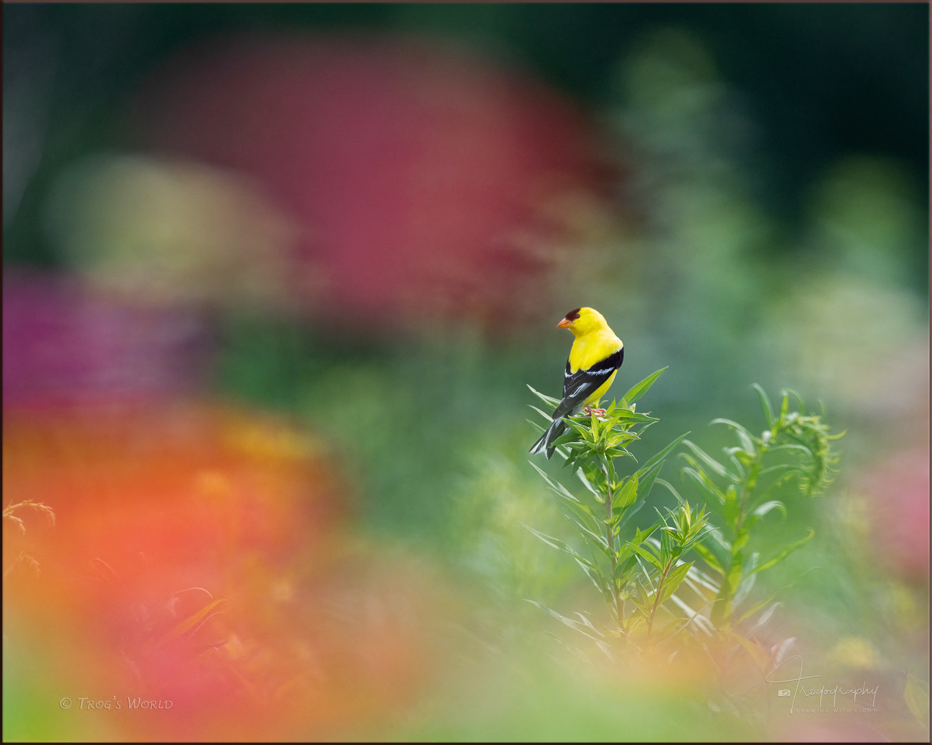 American Goldfinch in the morning sun