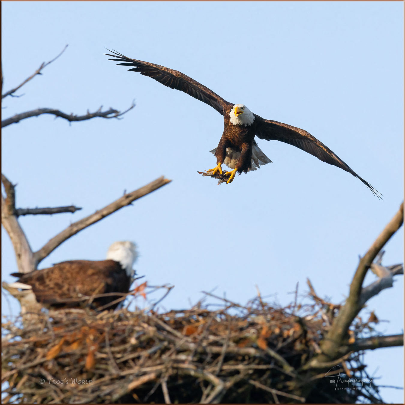 Bald Eagle delivering a fish for Mama