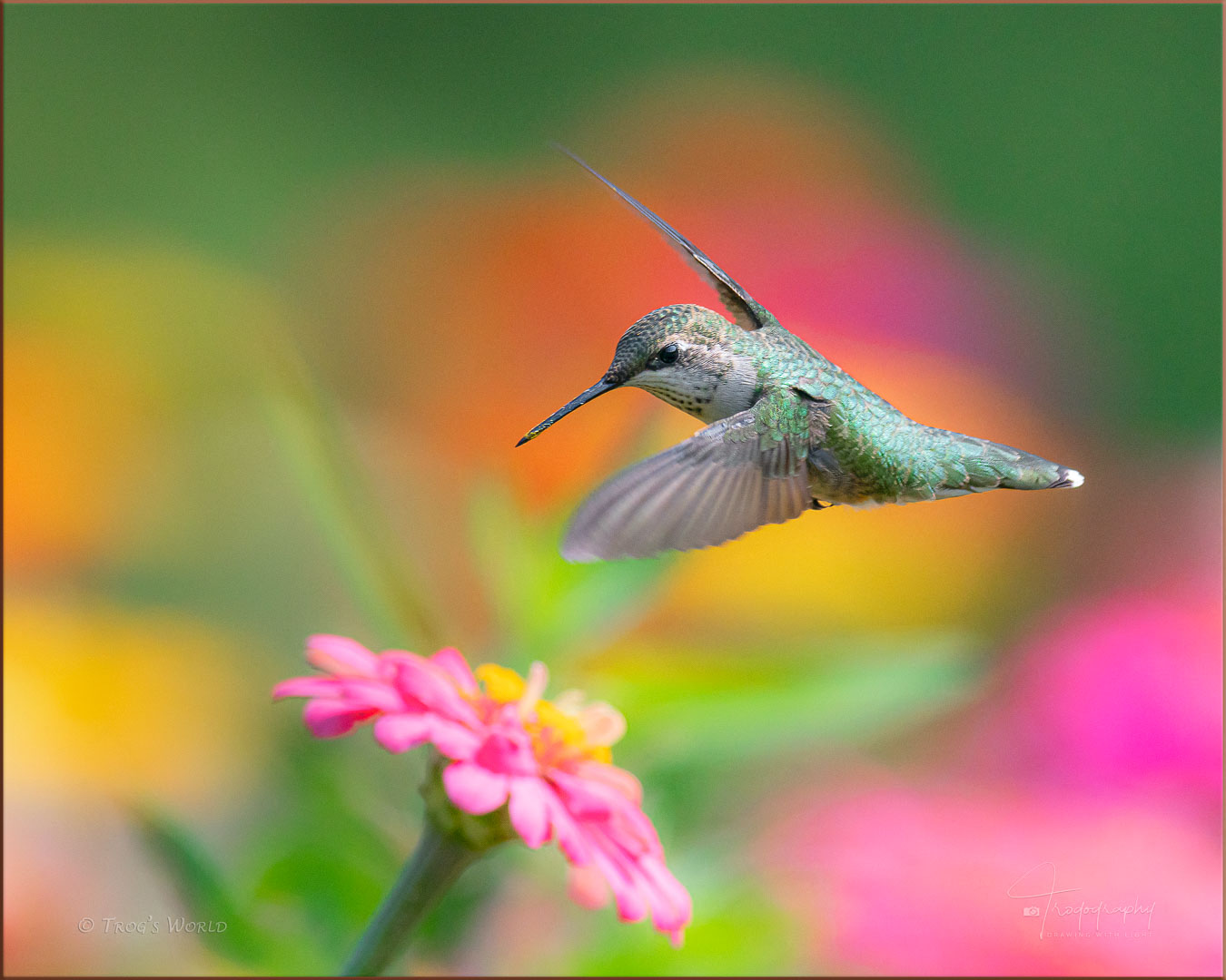 Female Ruby-throated Hummingbird in flight