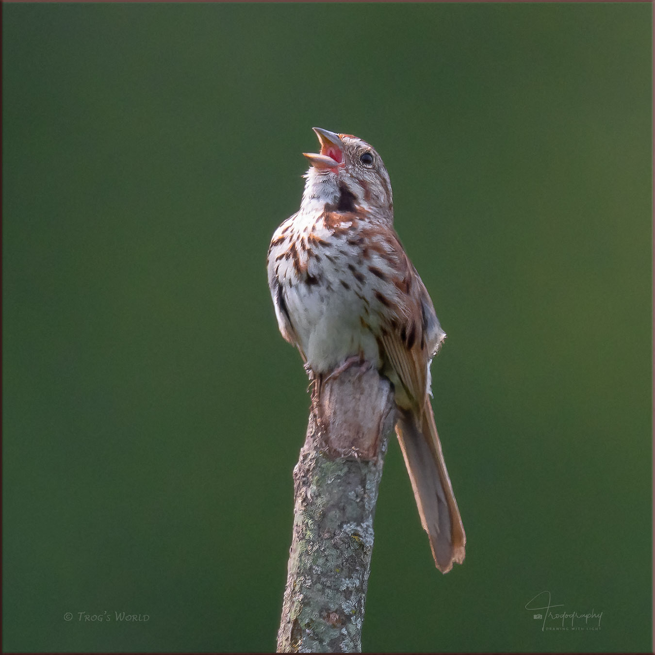 Song Sparrow singing its song