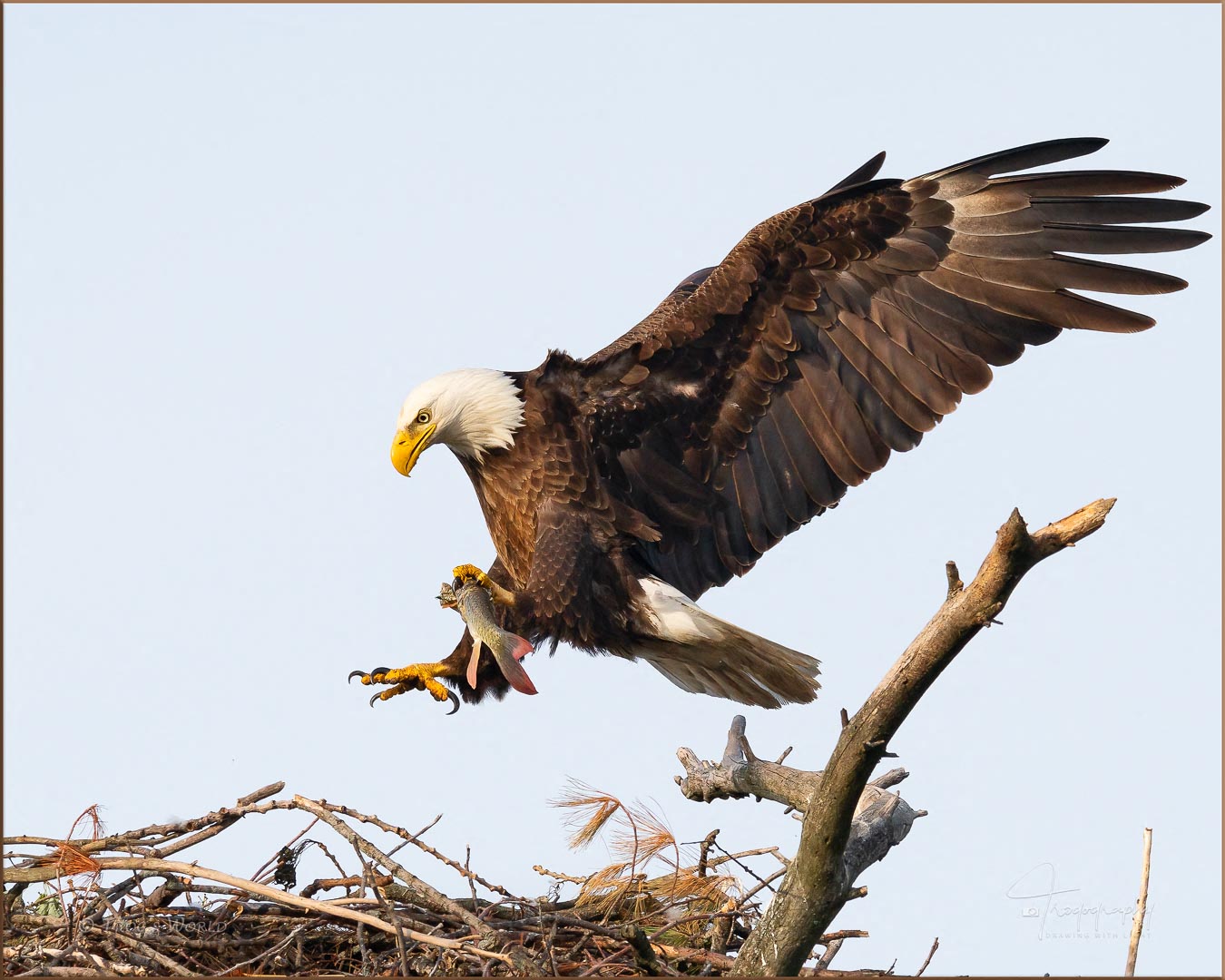 Bald Eagle delivering a fish for the eaglet