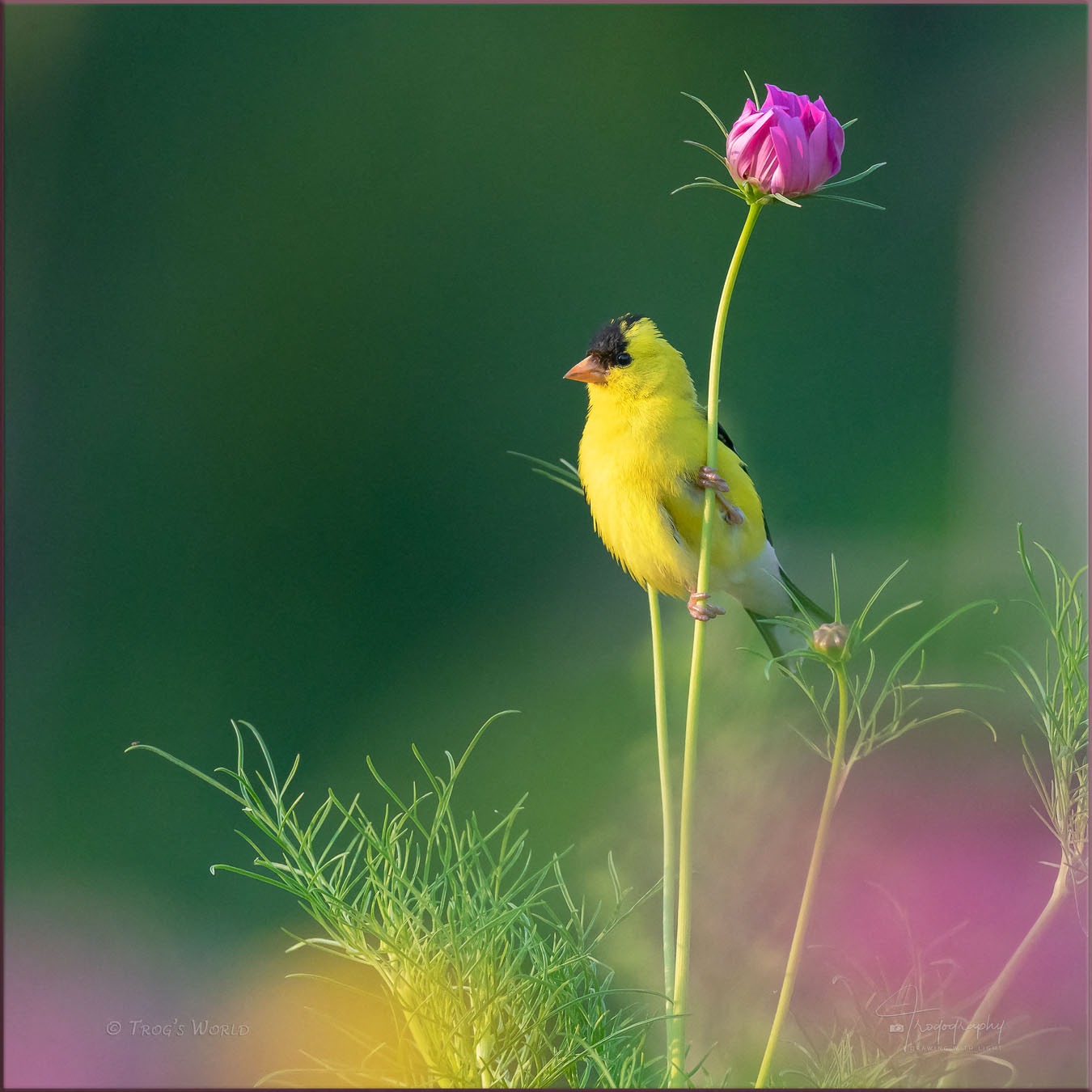 American Goldfinch on a flower