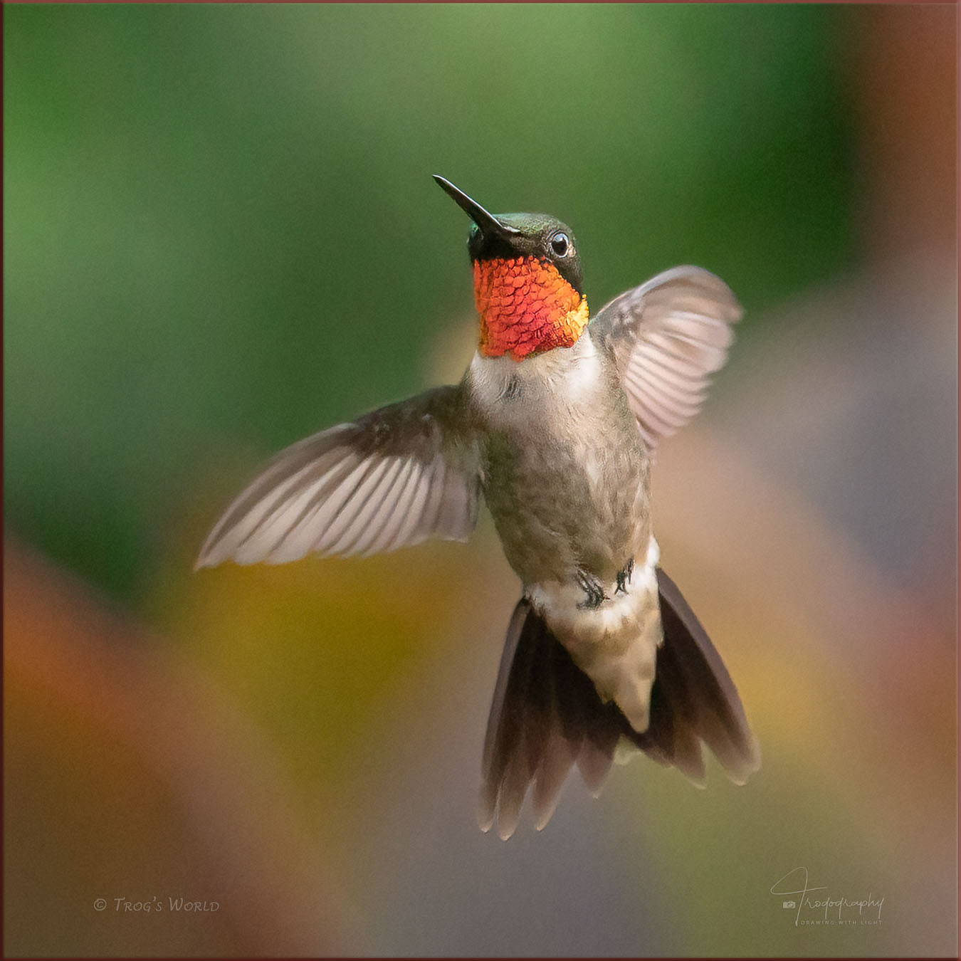 Male Ruby-throated Hummingbird in flight