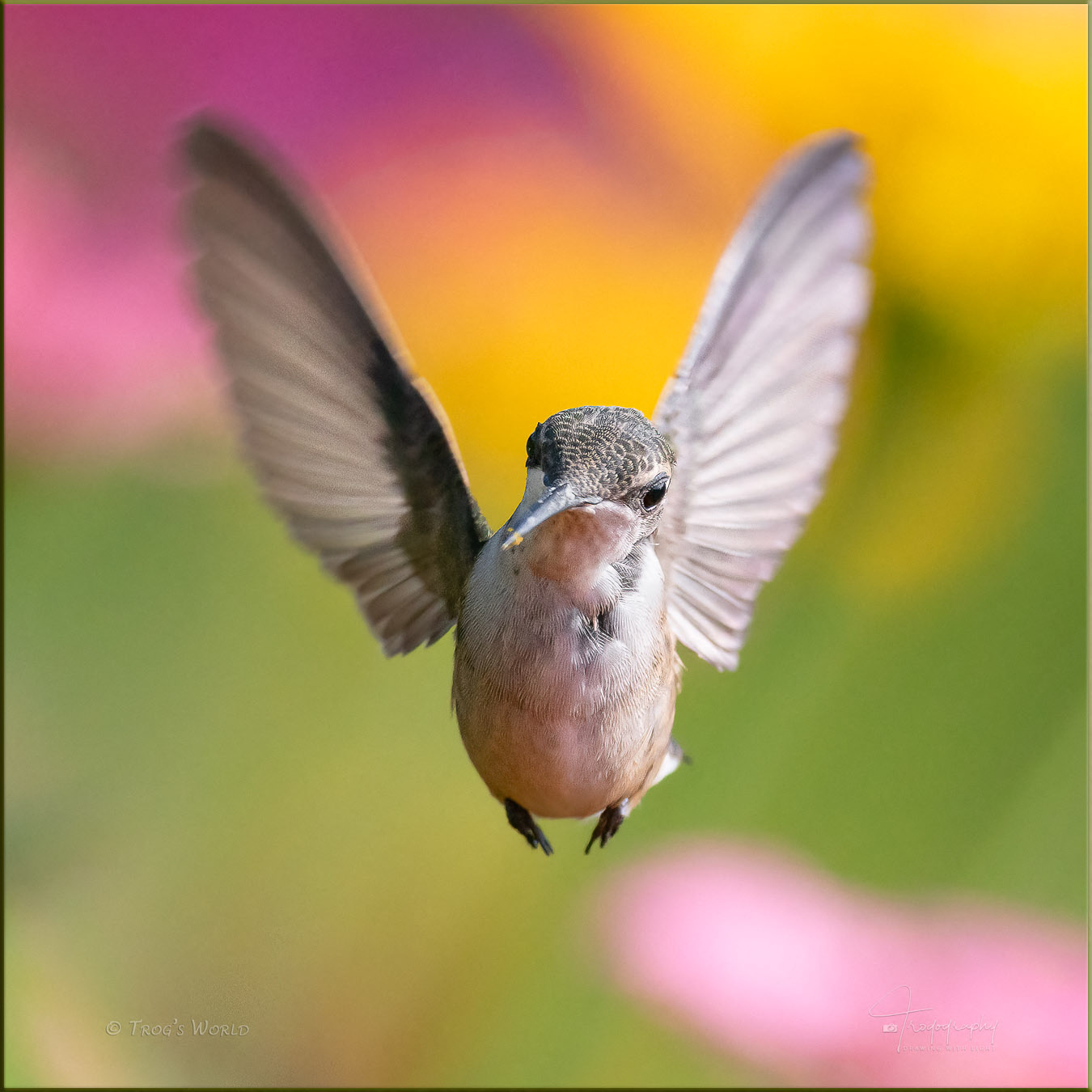 Ruby-throated Hummingbird hovering