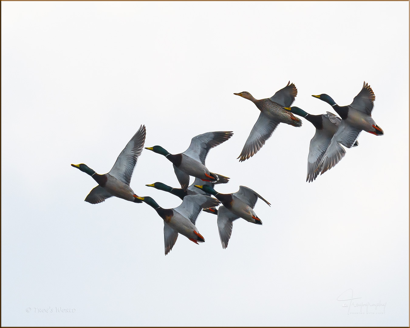 Mallard Ducks in flight formation