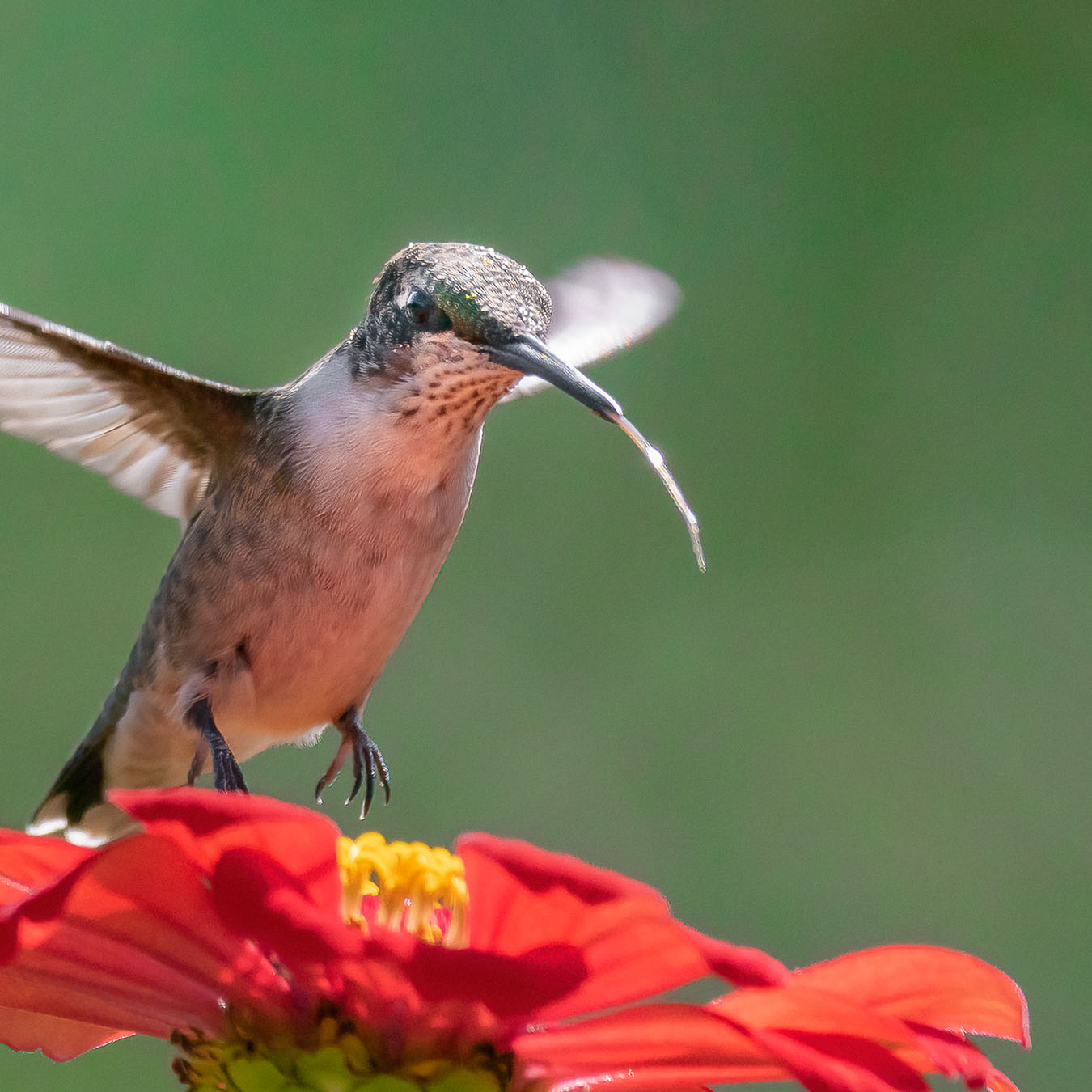 Ruby-throated Hummingbird in flight with tongue out