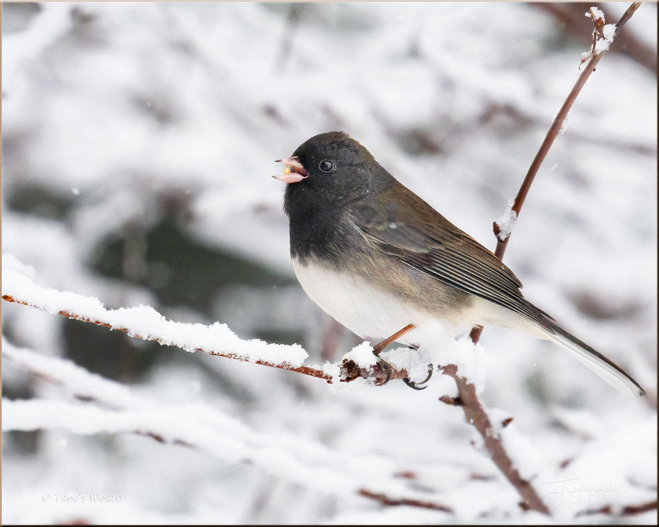 Dark-eyed Junco during a snowstorm