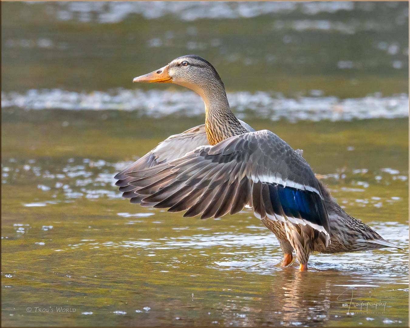 Mallard Hen flapping its wings