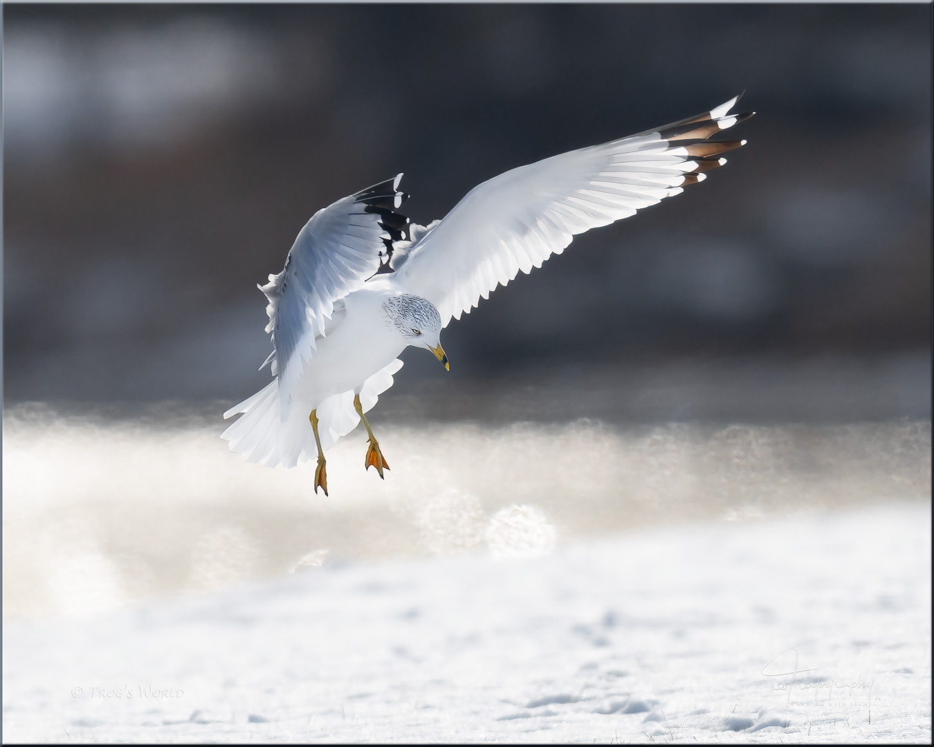 Ring-billed Gull coming in for a landing