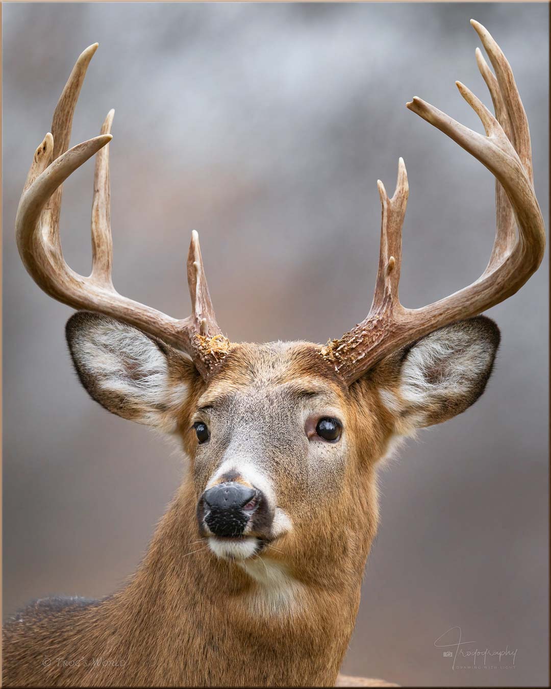 White-tailed Buck checking out the does in the distance