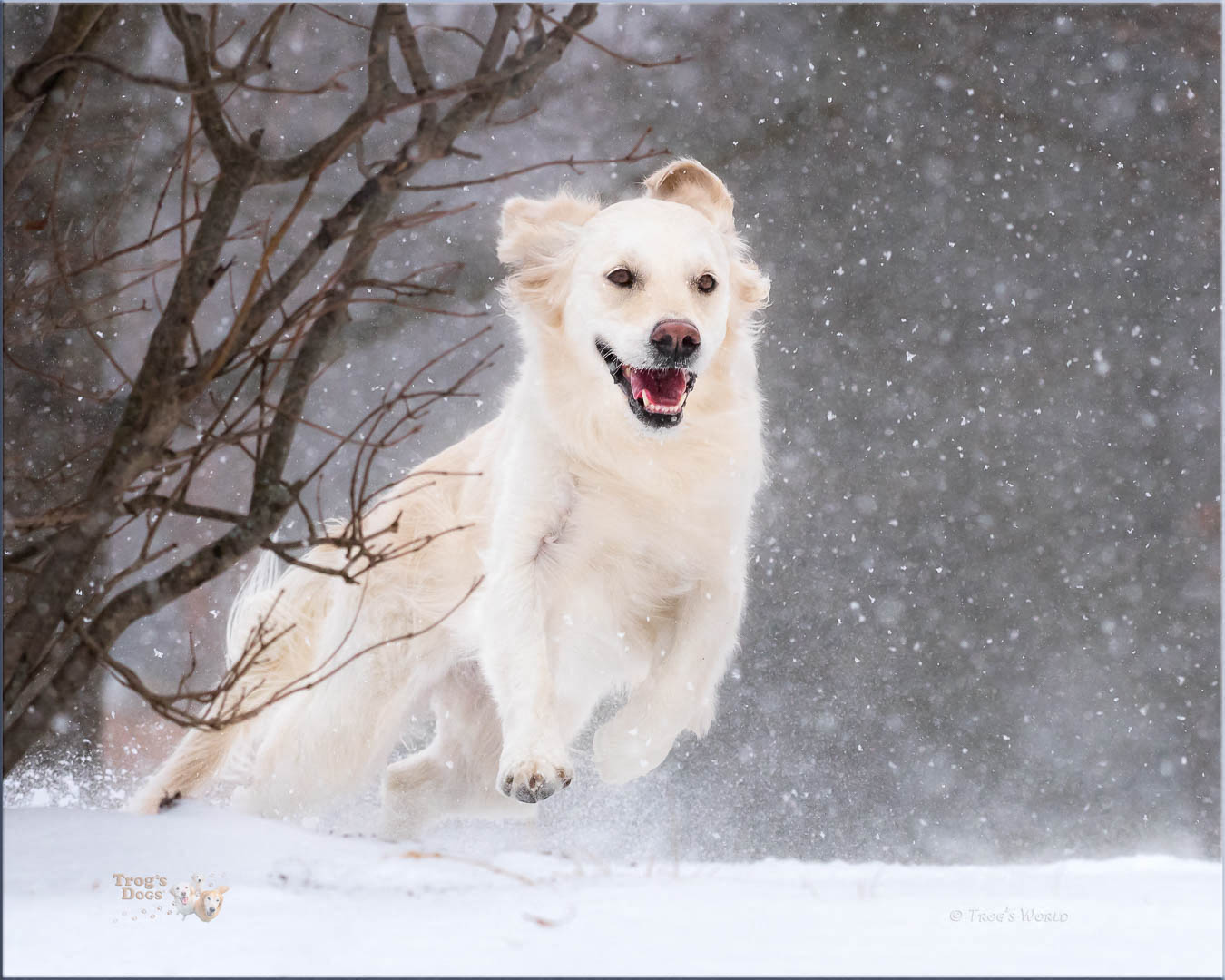 Golden Retriever running in the snow