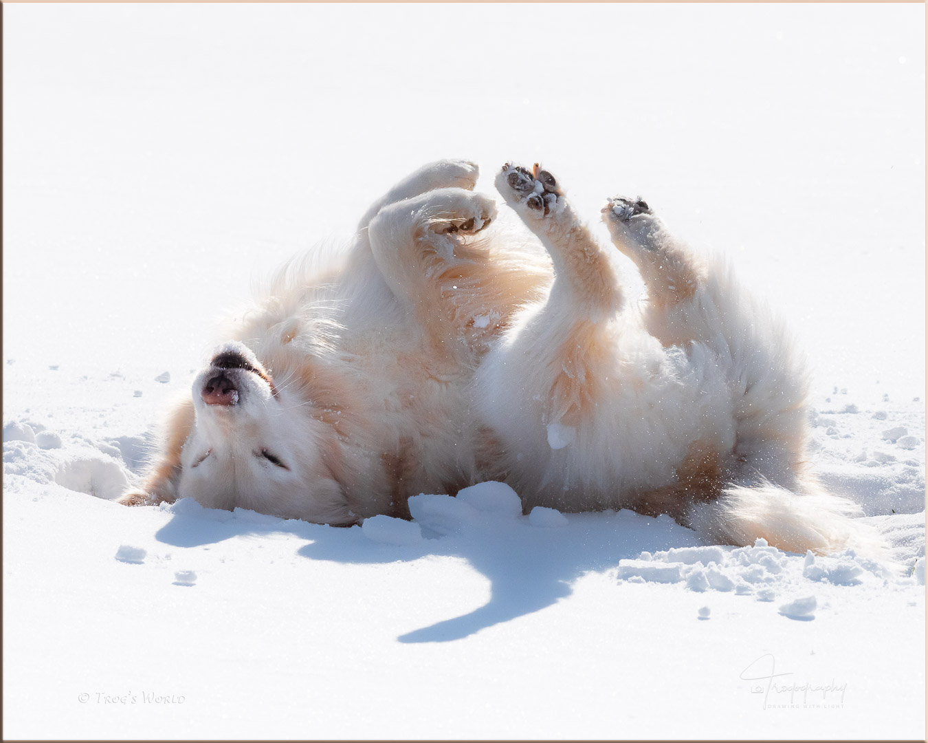 Golden Retriever doing a snow angel