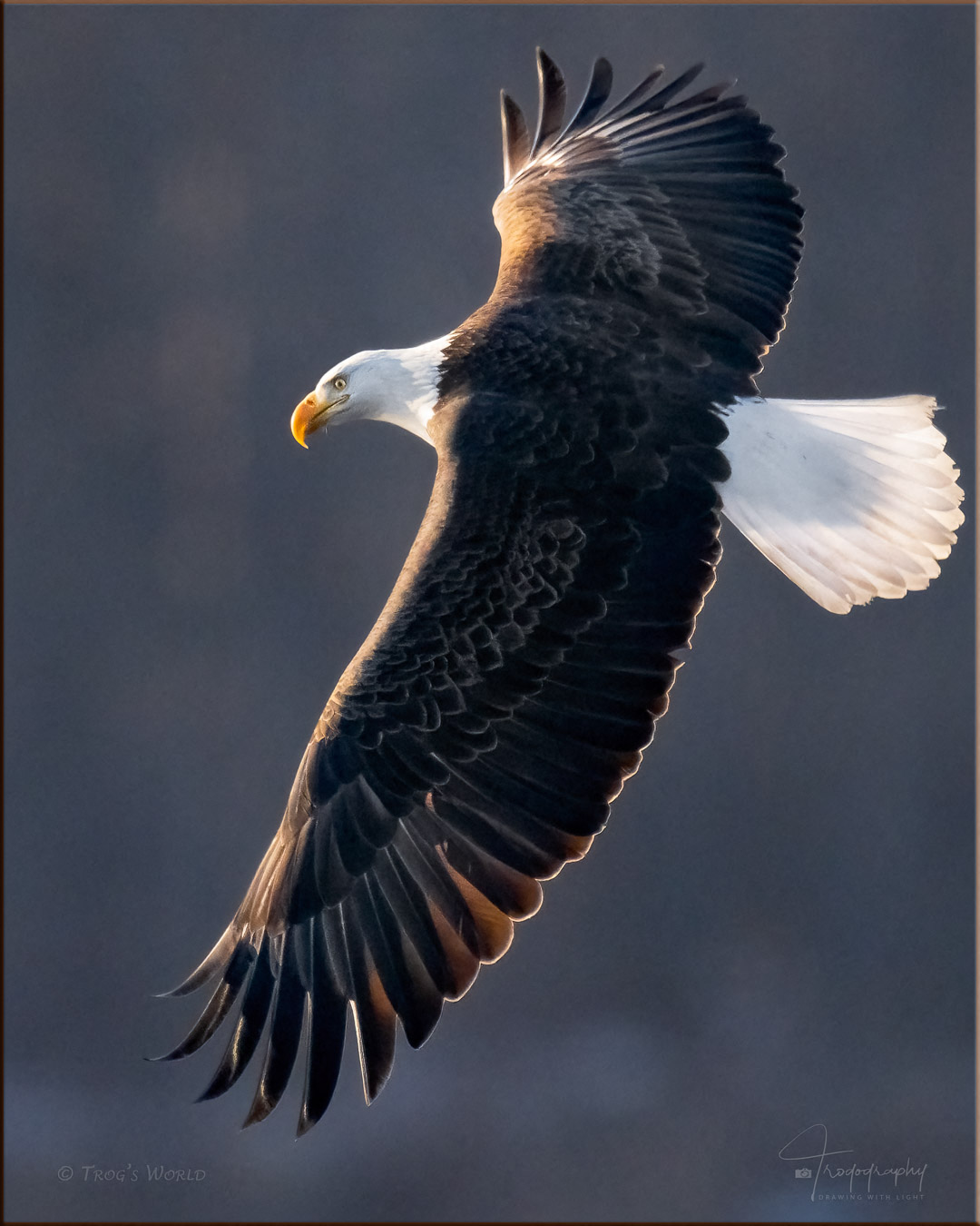 Bald Eagle banking over the Big Muddy