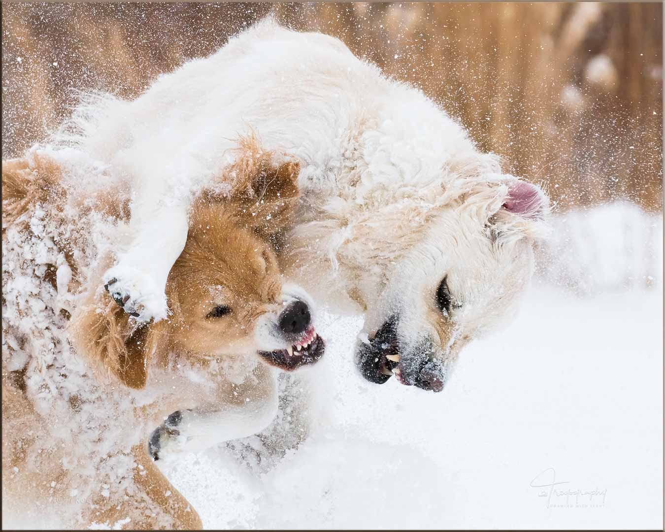 Golden Retrievers playing in the snow