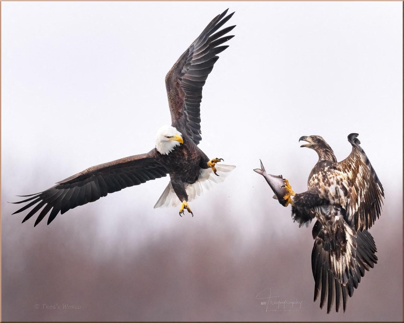 Adult Eagle wants the Juvenile Eagle's fish