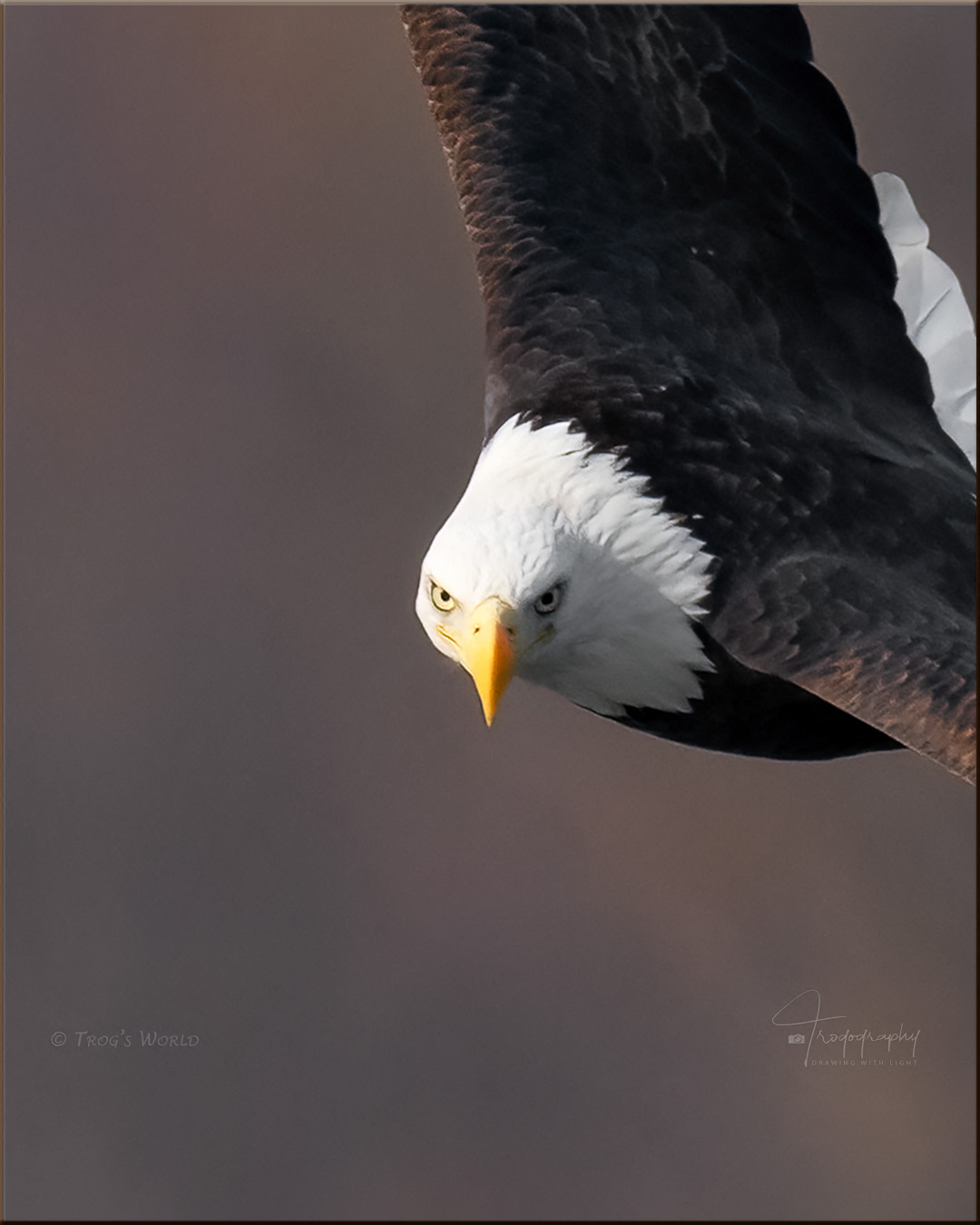 Bald Eagle stare while in flight