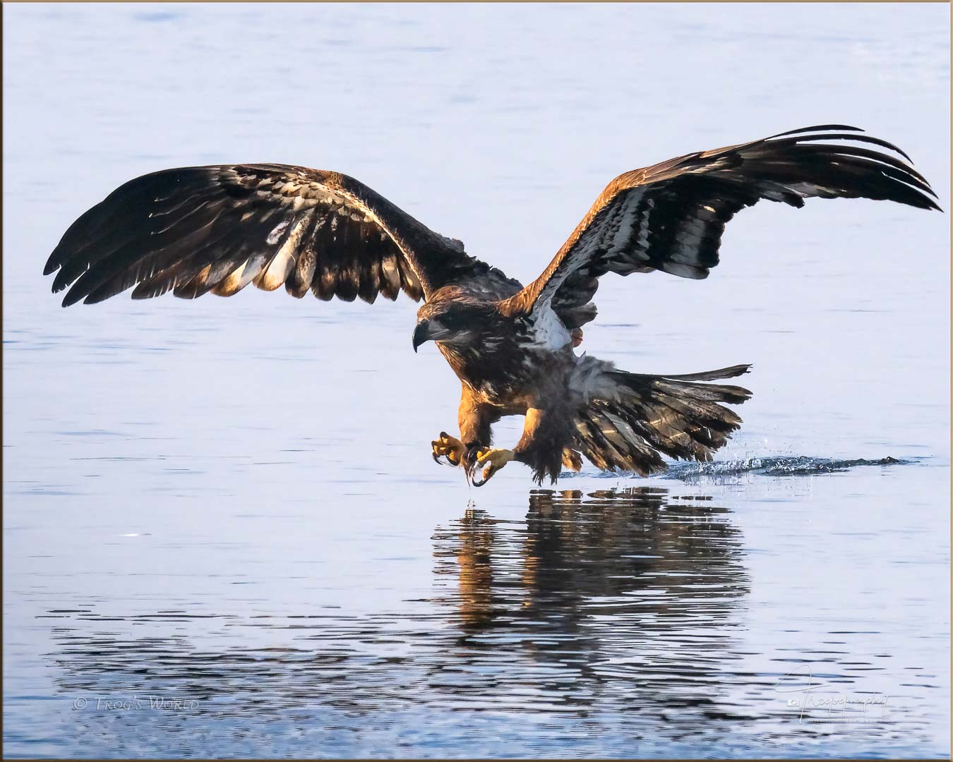 Juvenile Bald Eagle catching a fish