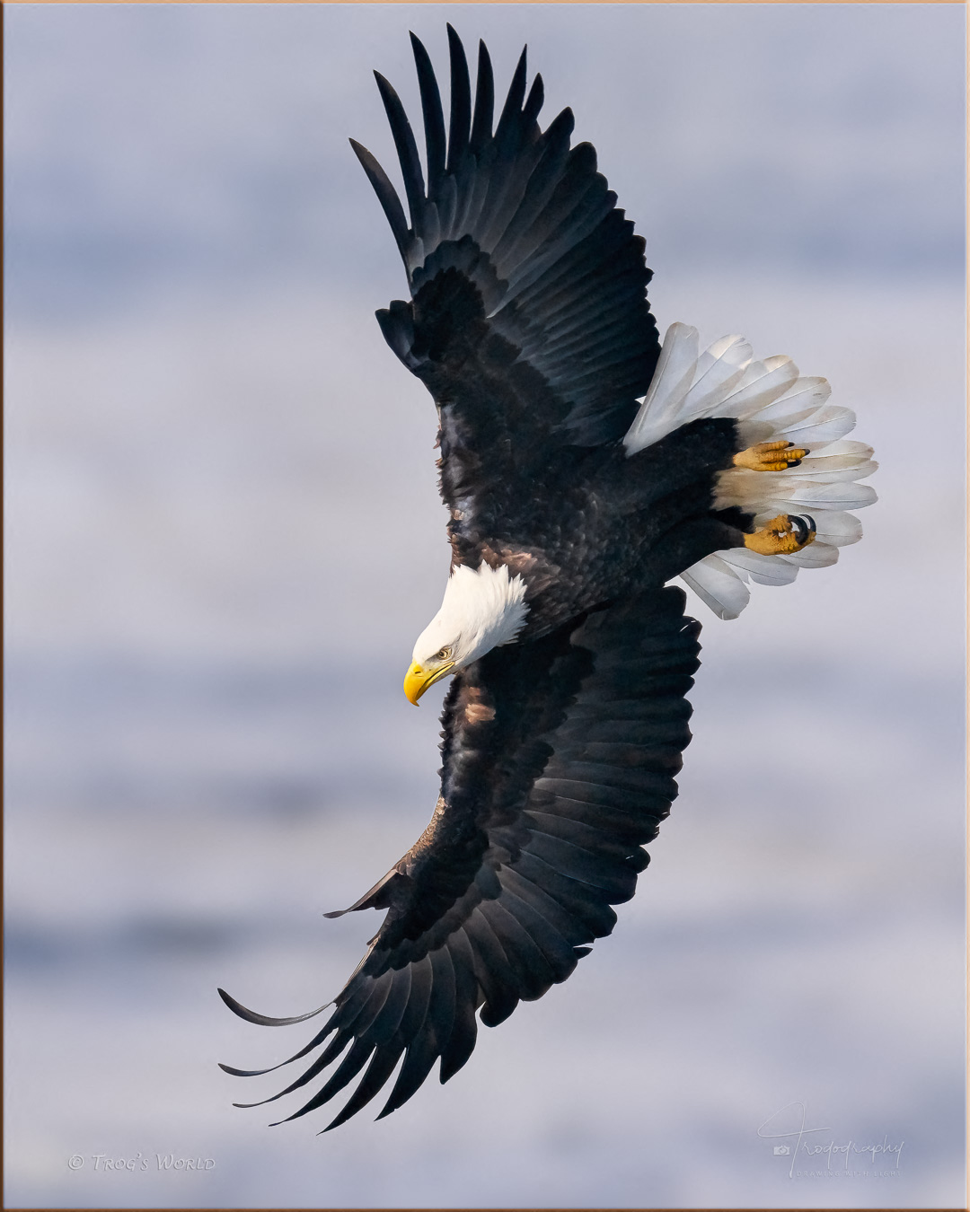 Bald Eagle in flight over the Mississippi