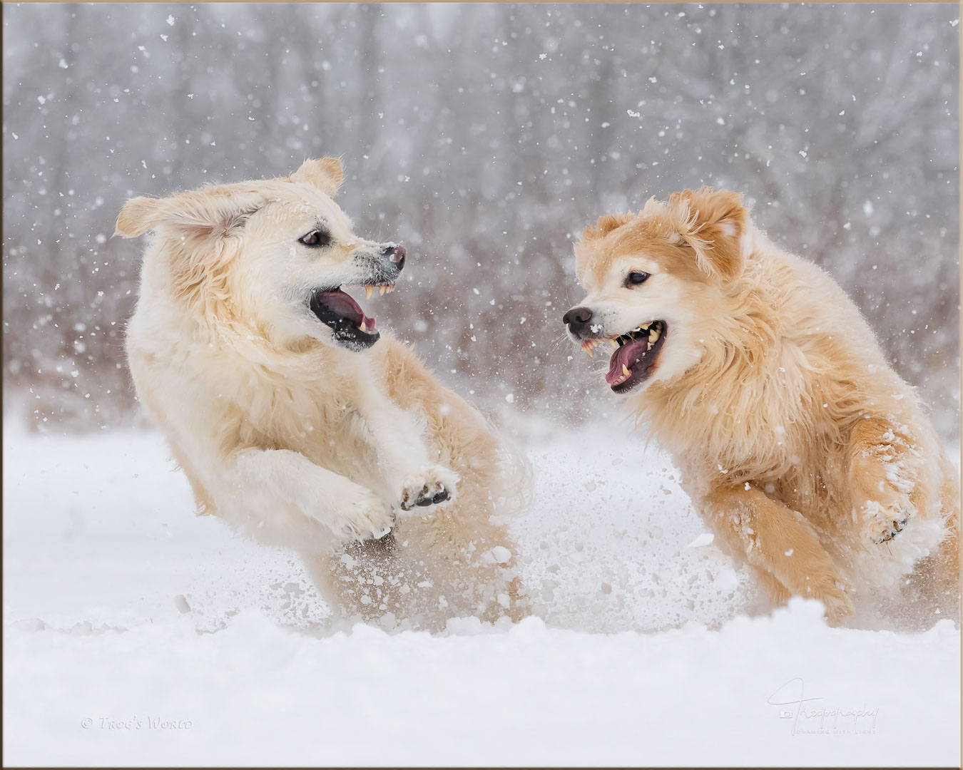 Golden Retrievers in the snow