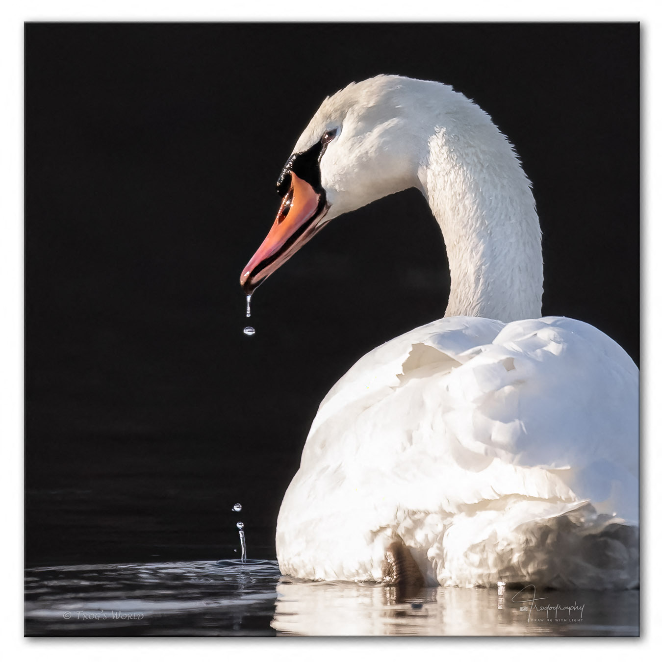 Water drops off the beak of a mute swan