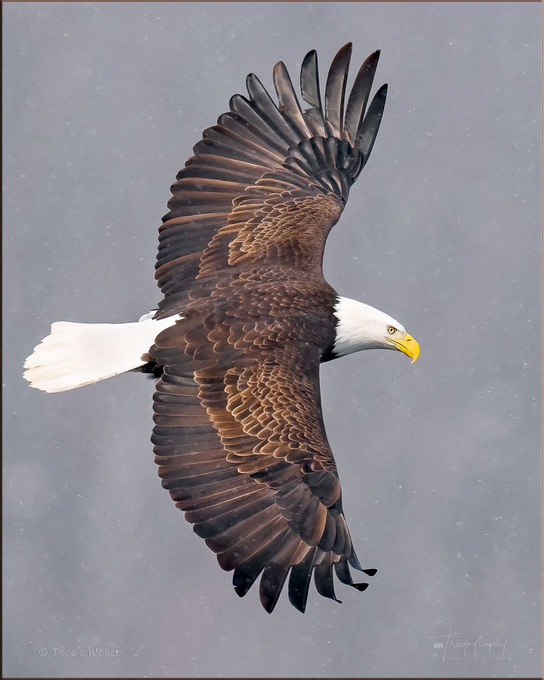 Bald Eagle banking in a light snow storm