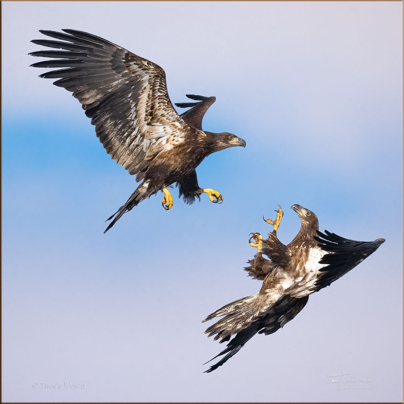 Two juvenile eagles tussle in the sky